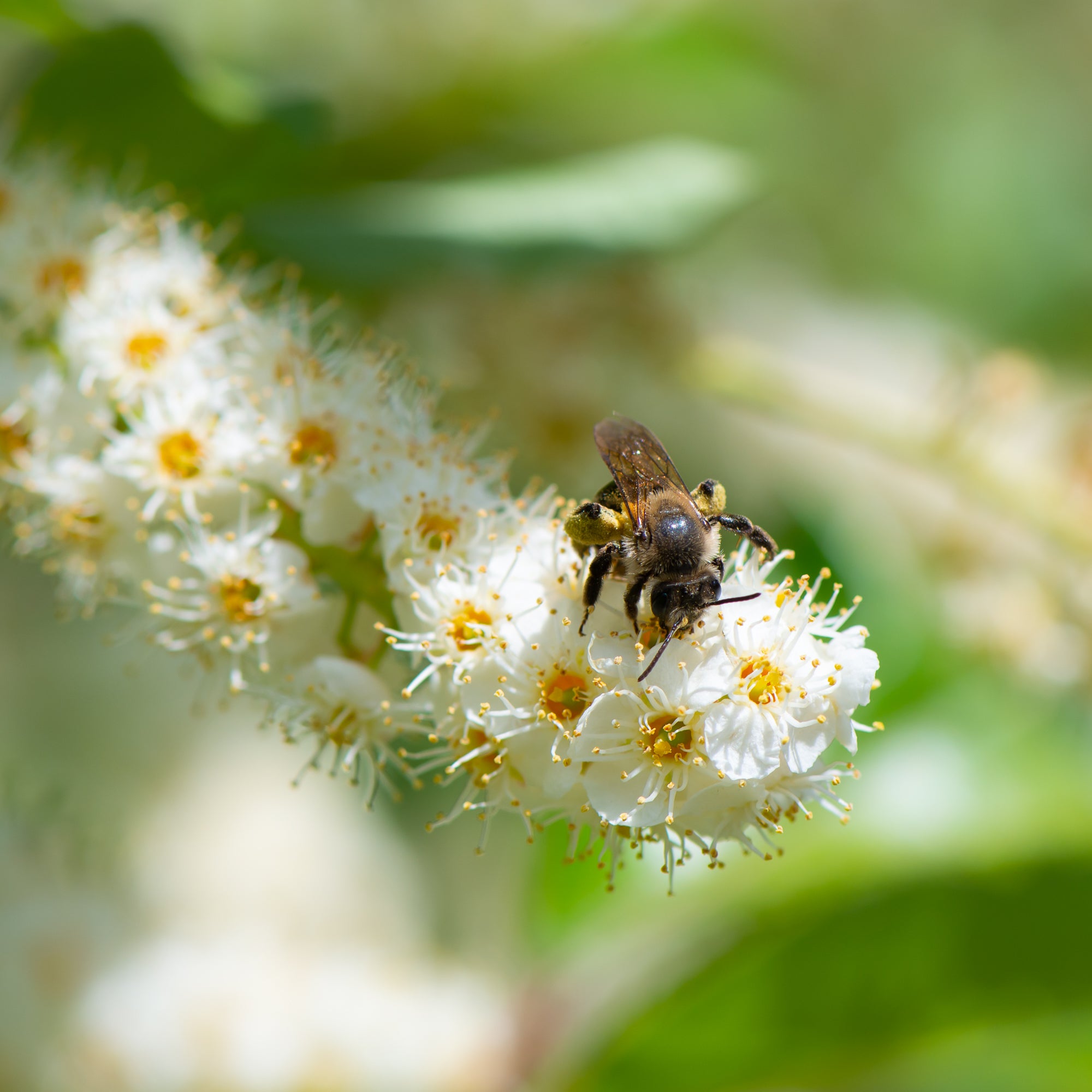 Chokecherry (Prunus virginiana)