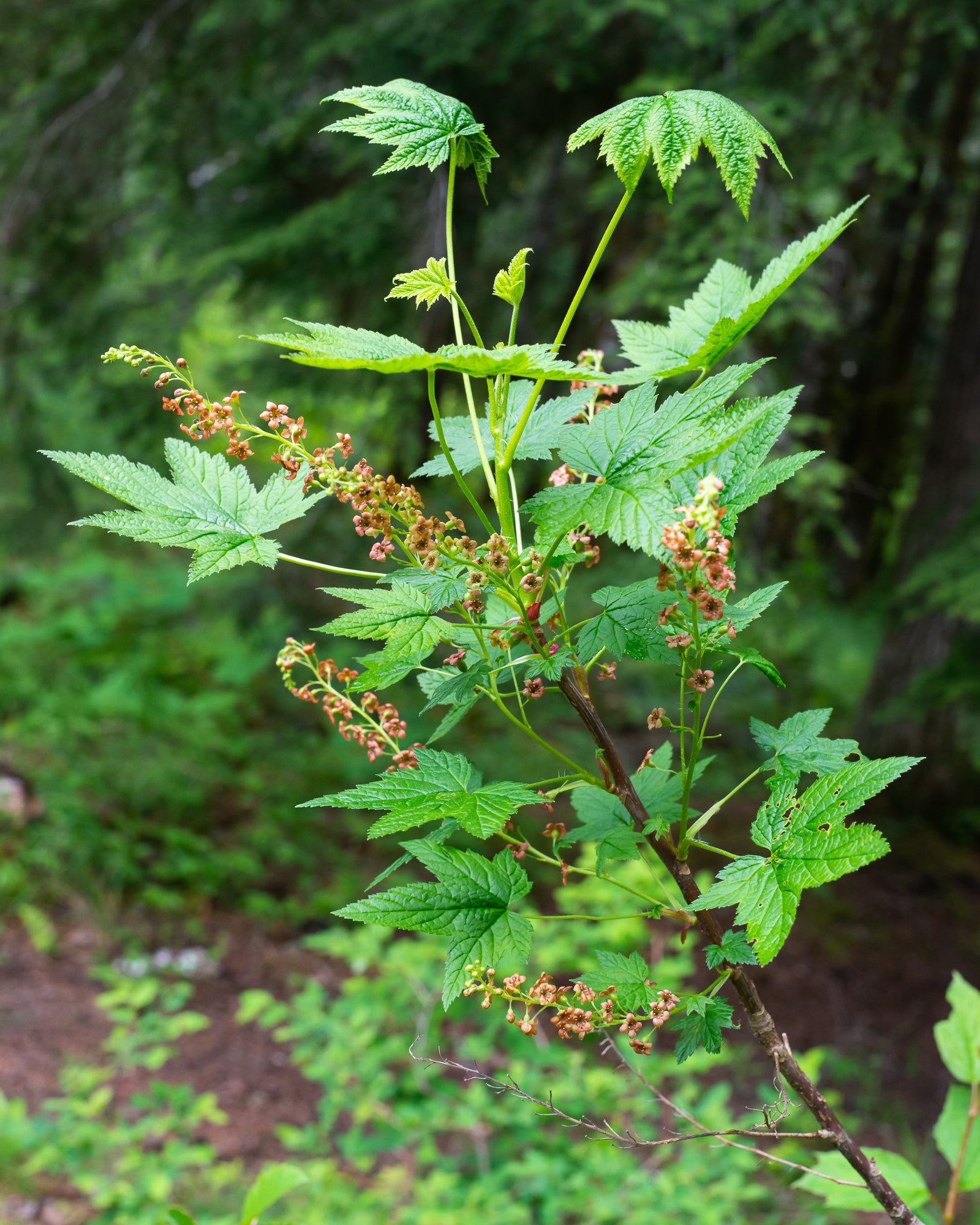 Stink Currant (Ribes bracteosum)