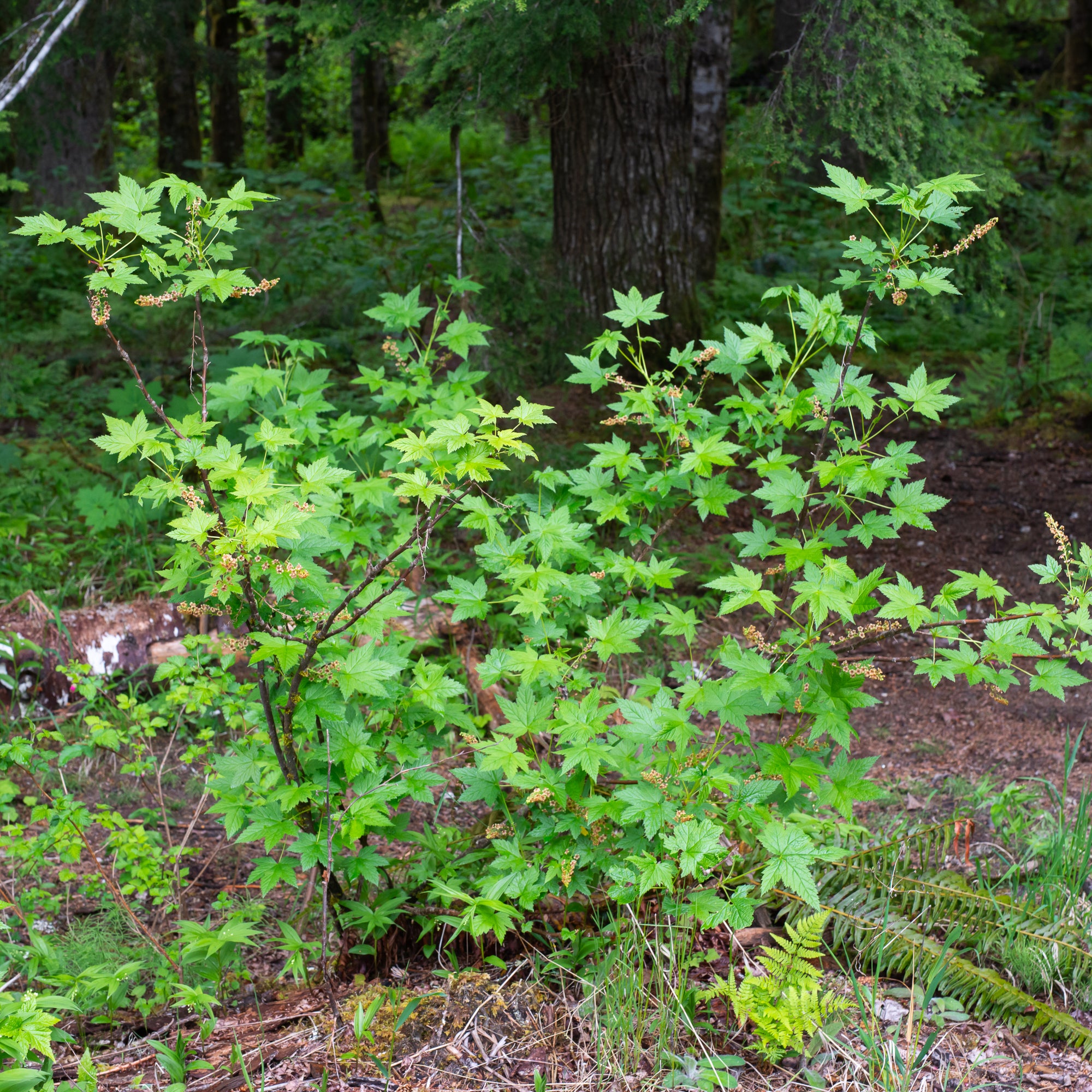Stink Currant (Ribes bracteosum)