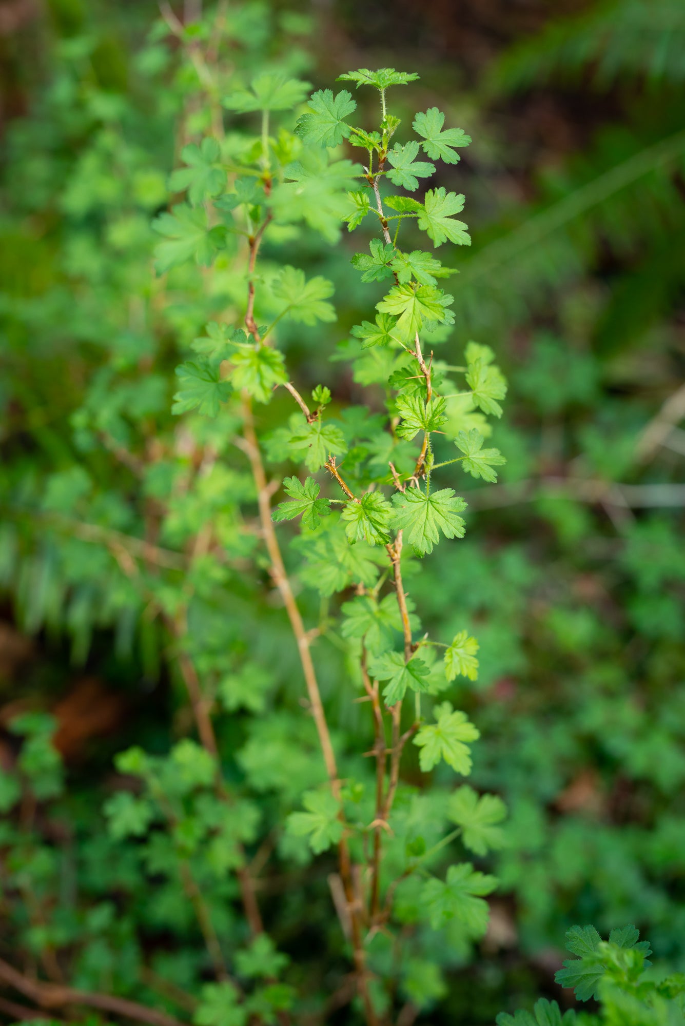 Coast Black Gooseberry (Ribes divaricatum)