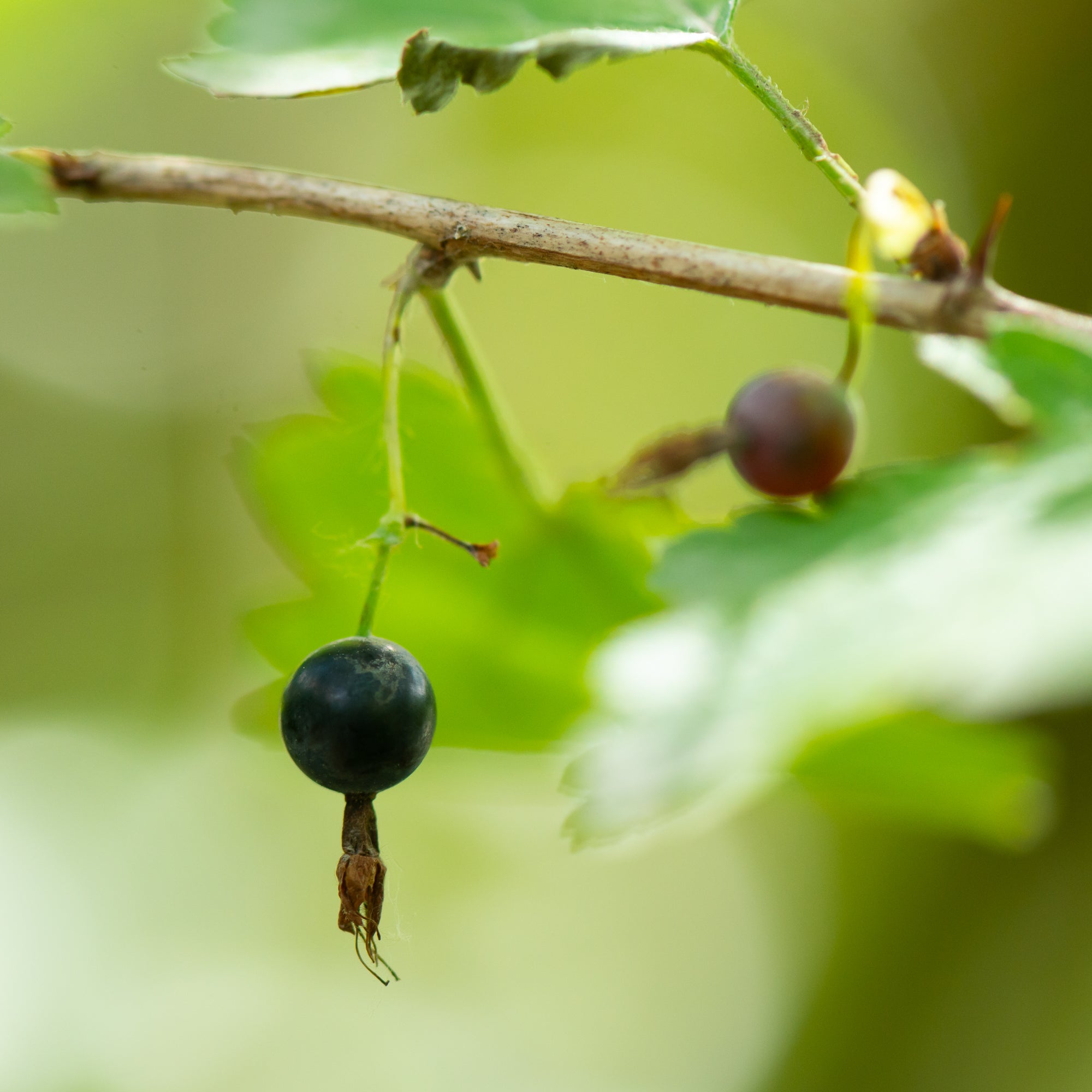Coast Black Gooseberry (Ribes divaricatum)