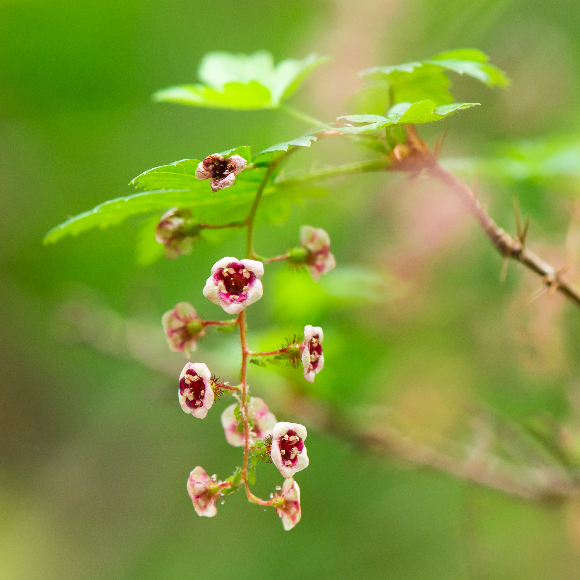 Black Swamp Gooseberry (Ribes lacustre)