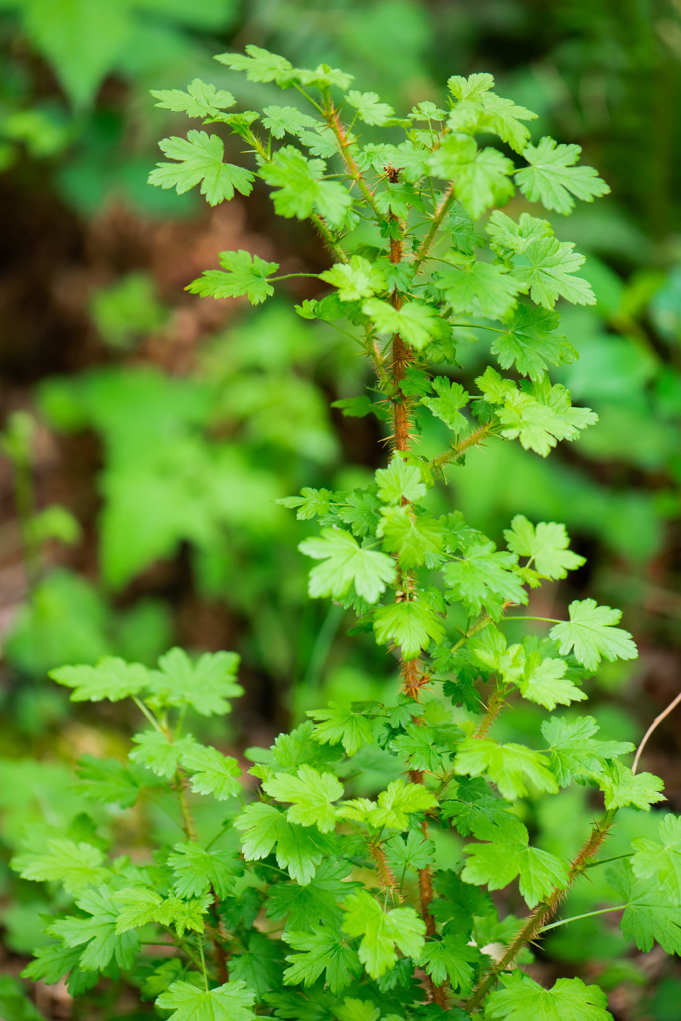 Black Swamp Gooseberry (Ribes lacustre)