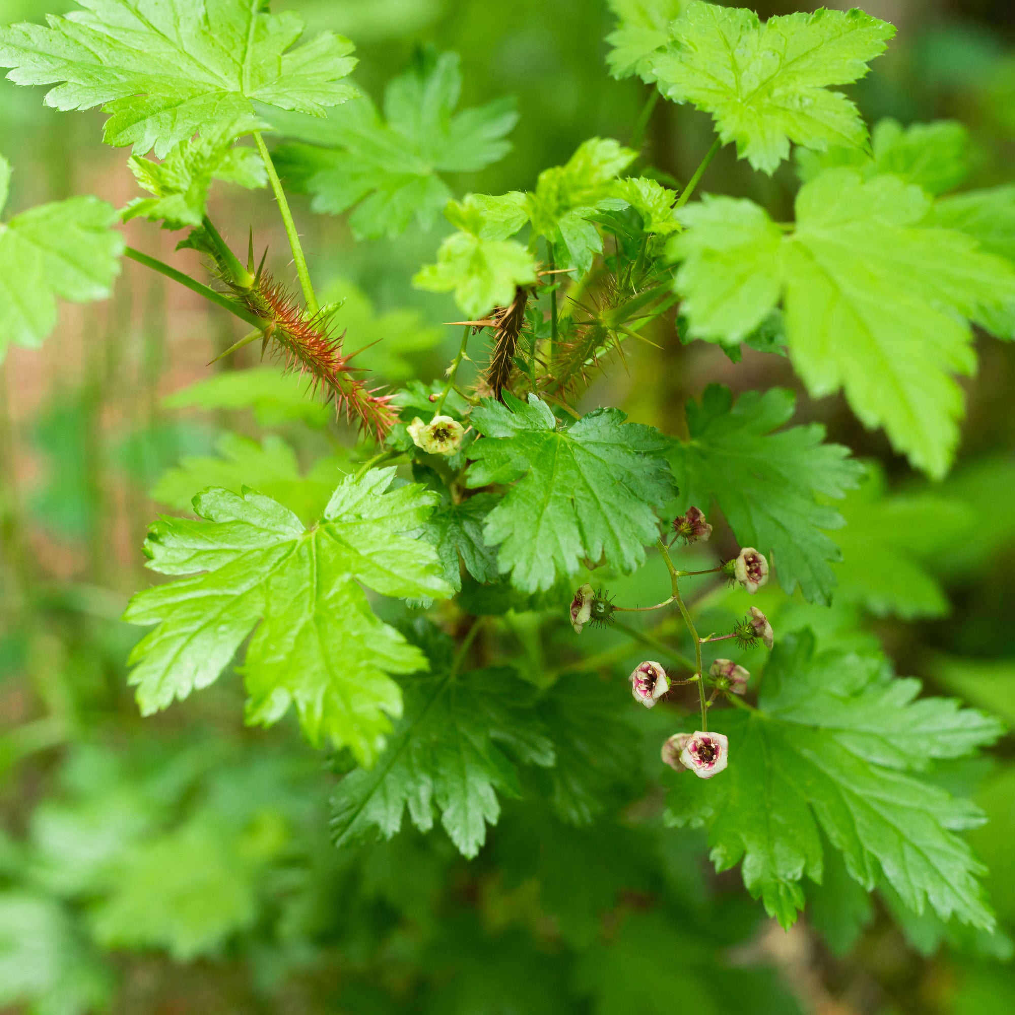Black Swamp Gooseberry (Ribes lacustre)