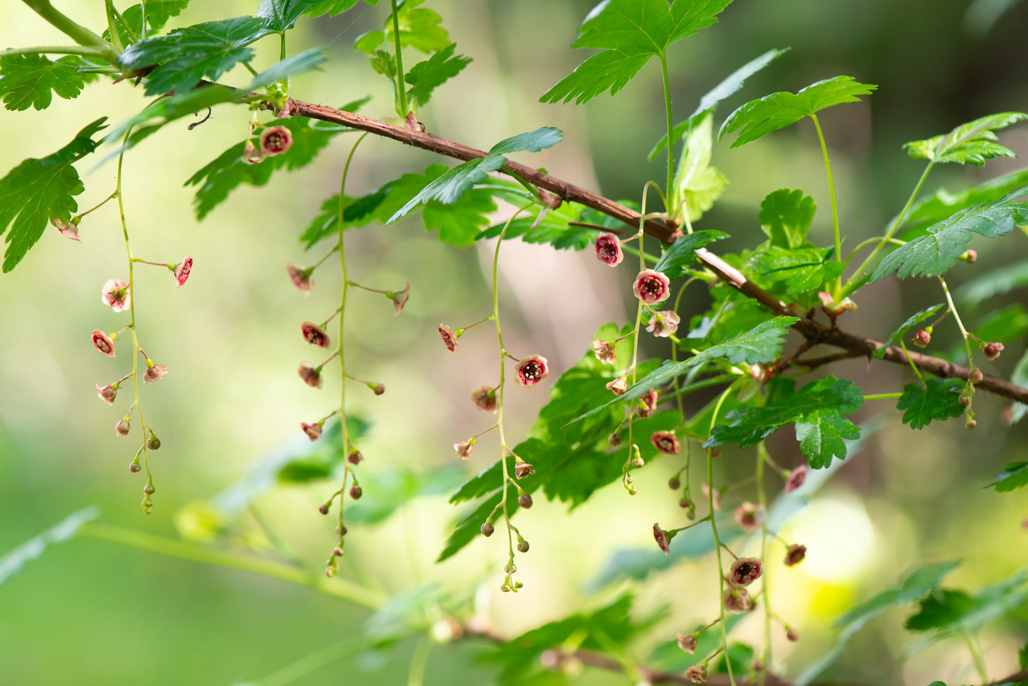 Black Swamp Gooseberry (Ribes lacustre)