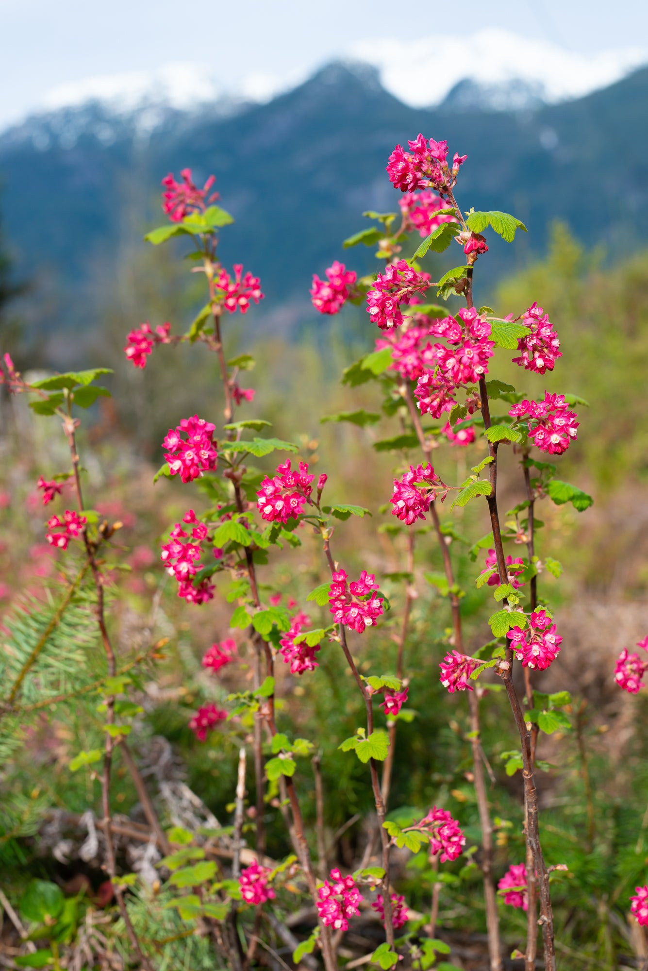 Red Flowering Currant (Ribes sanguineum)