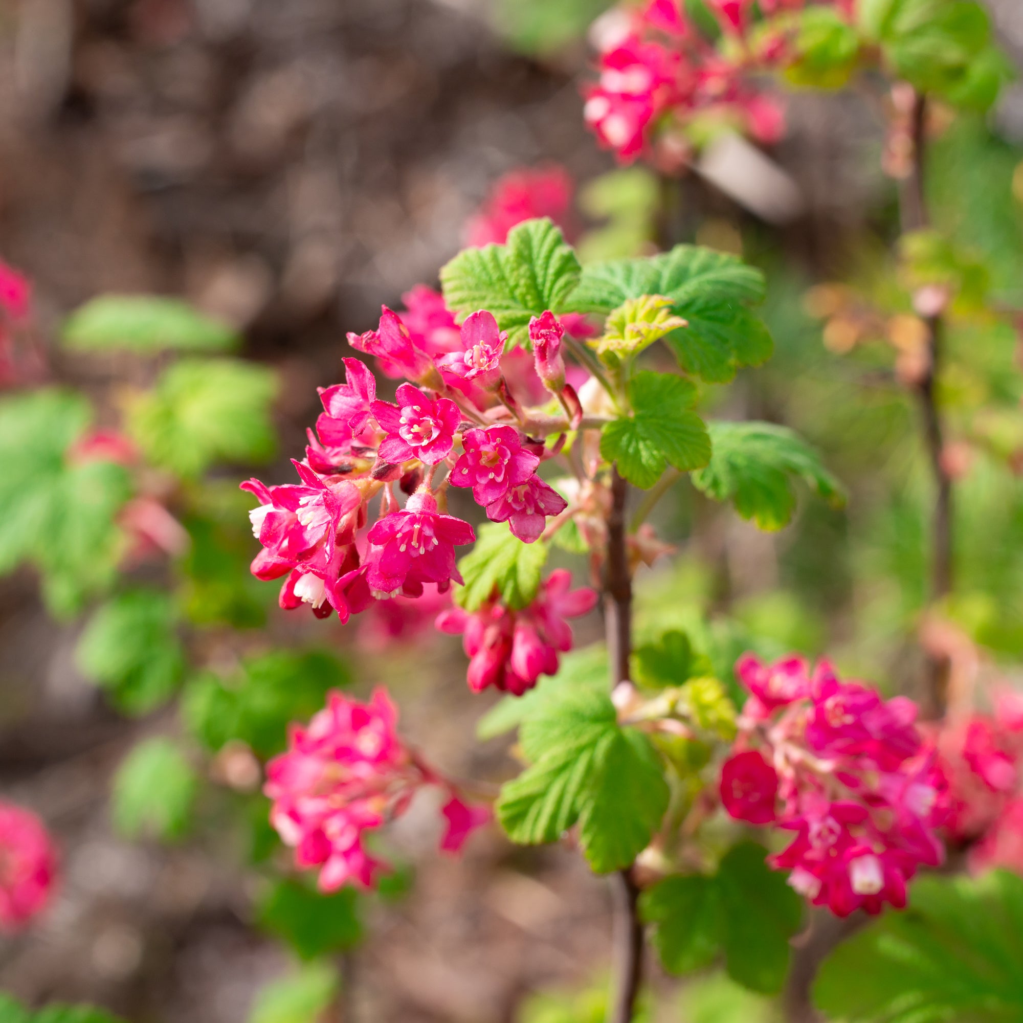 Red Flowering Currant (Ribes sanguineum)