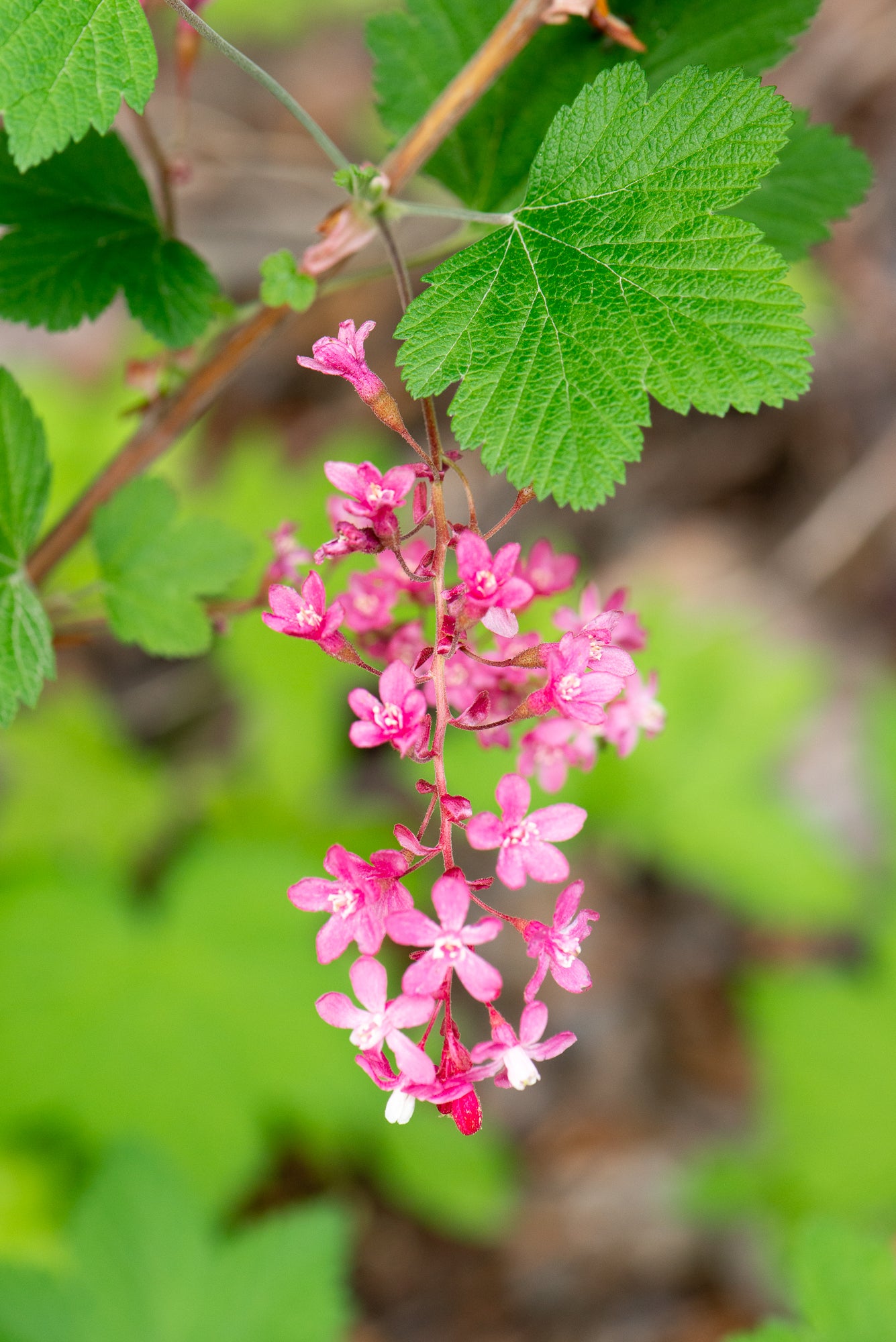Red Flowering Currant (Ribes sanguineum)