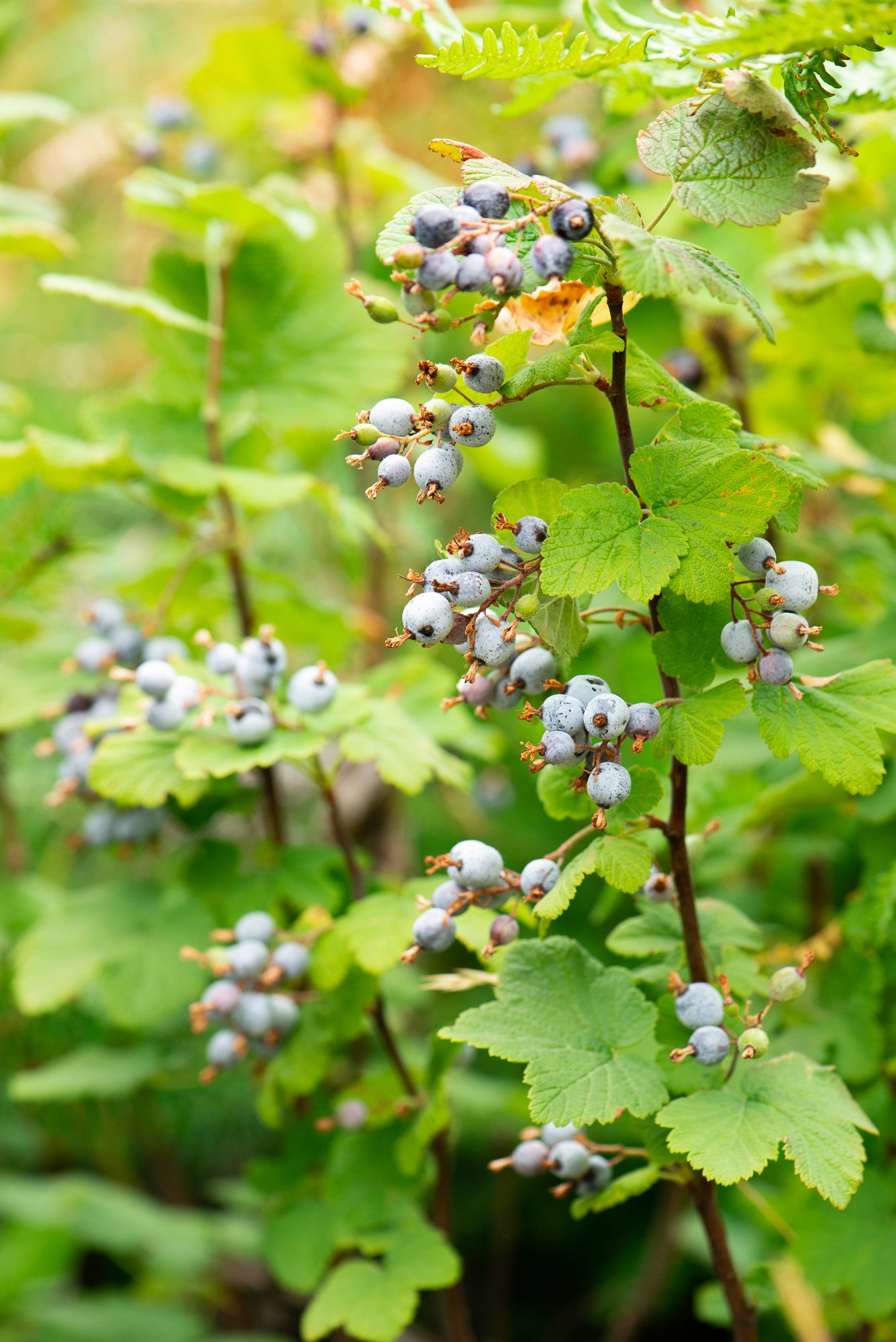 Red Flowering Currant (Ribes sanguineum)