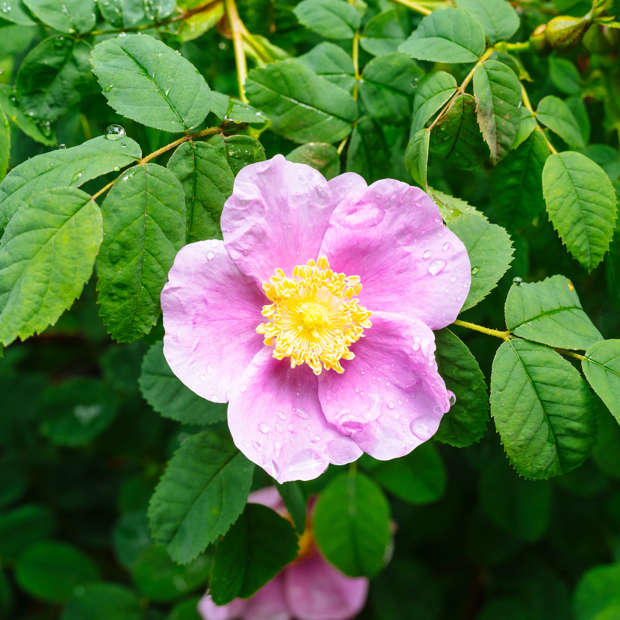 Nootka Rose (Rosa nutkana)