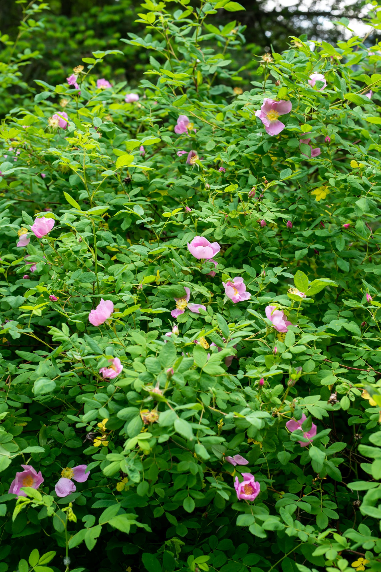 Nootka Rose (Rosa nutkana)