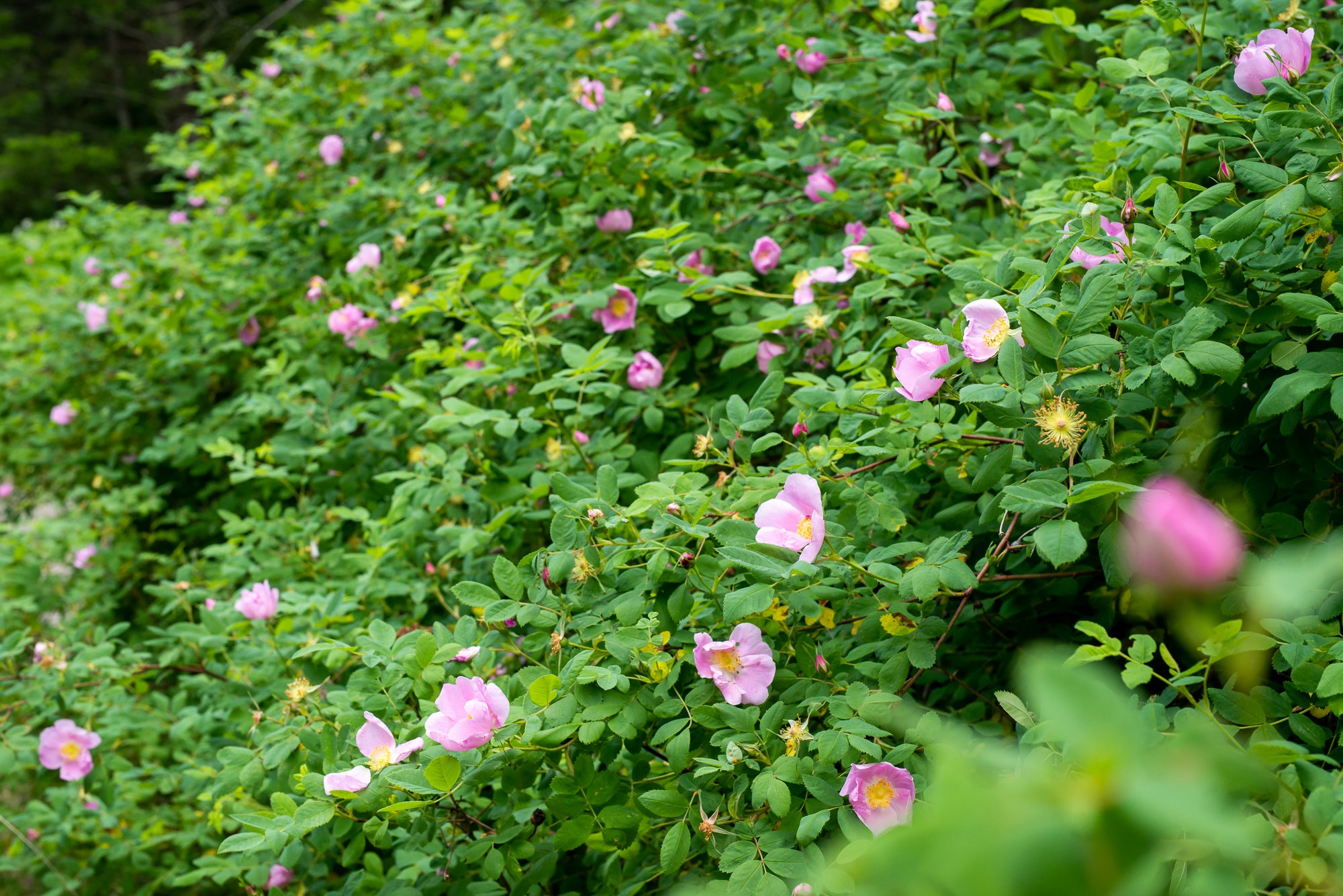 Nootka Rose (Rosa nutkana)
