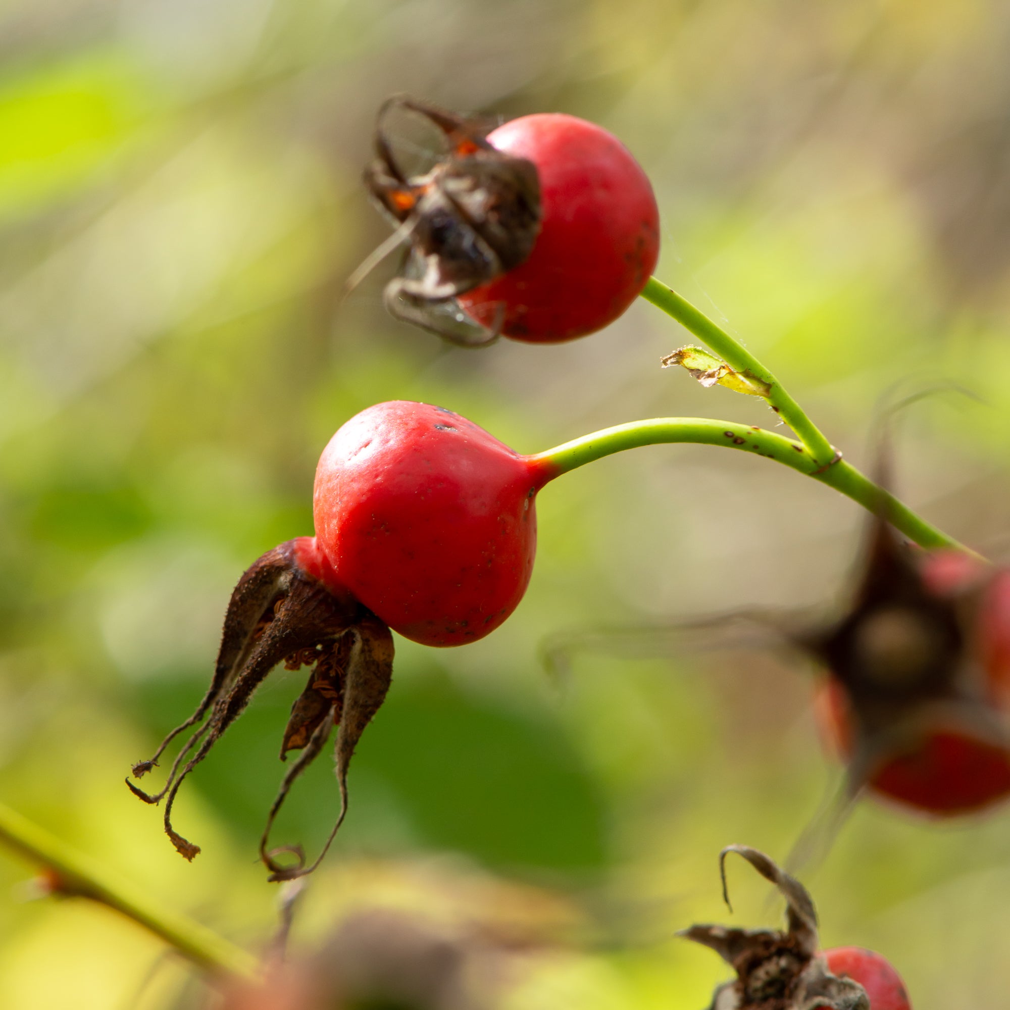 Nootka Rose (Rosa nutkana)
