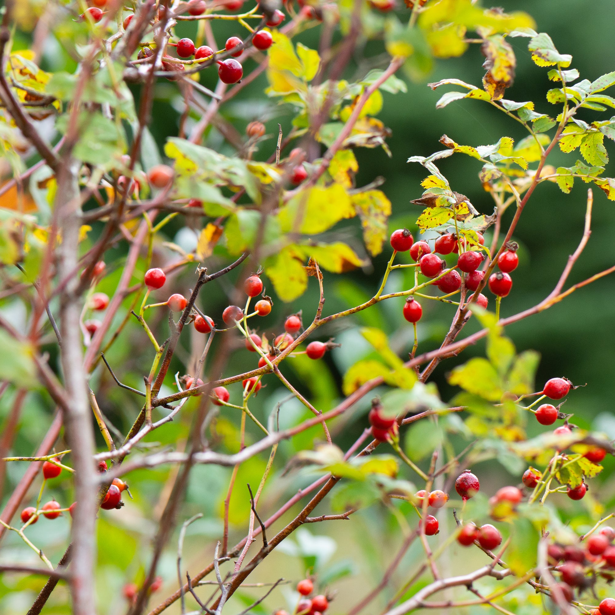 Clustered Rose (Rosa pisocarpa)