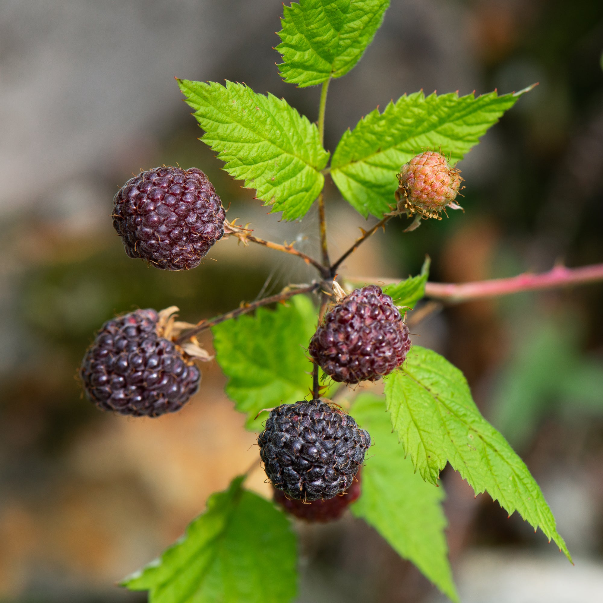 Blackcap Raspberry (Rubus leucodermis)
