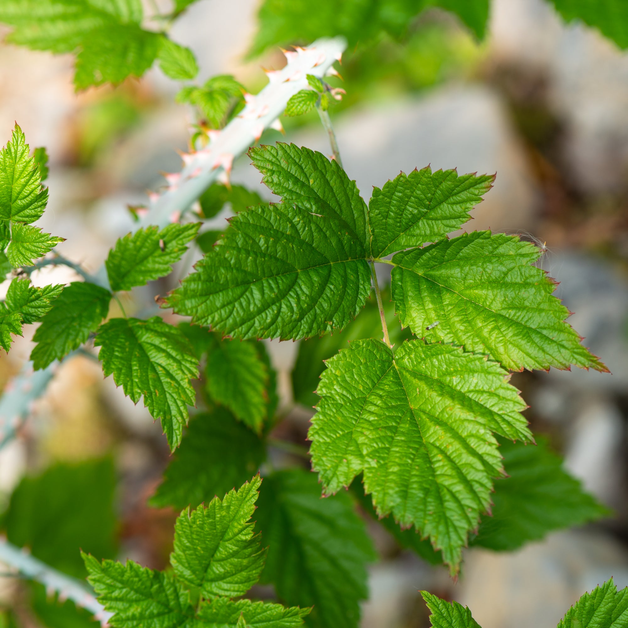 Blackcap Raspberry (Rubus leucodermis)