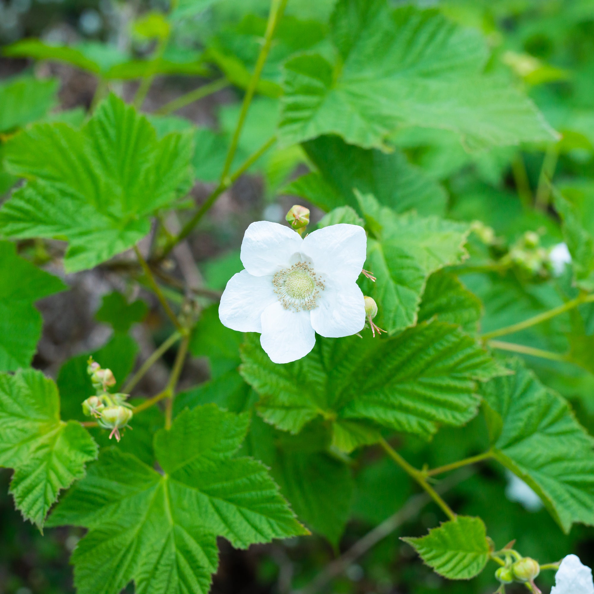 Thimbleberry (Rubus parviflorus)