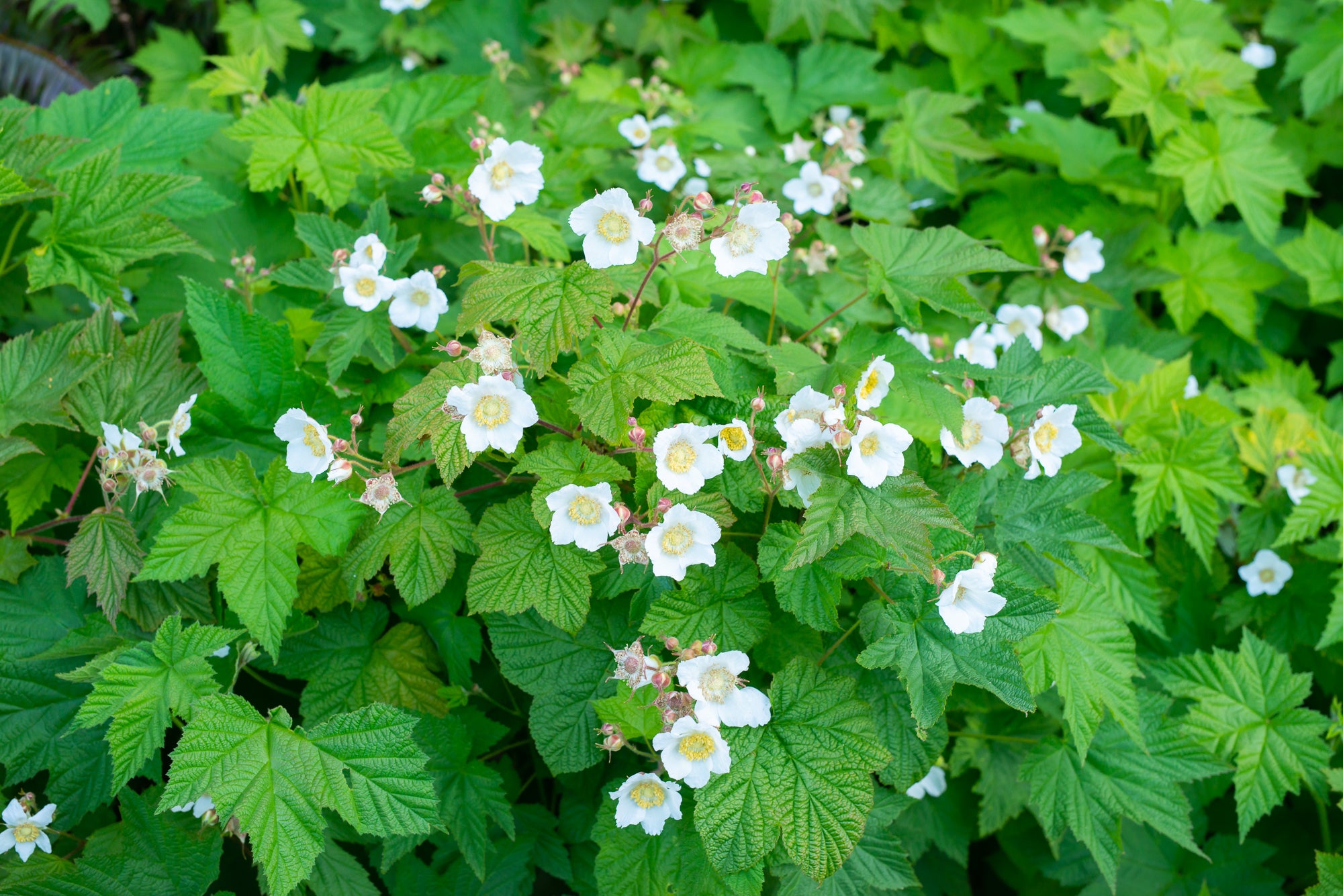 Thimbleberry (Rubus parviflorus)