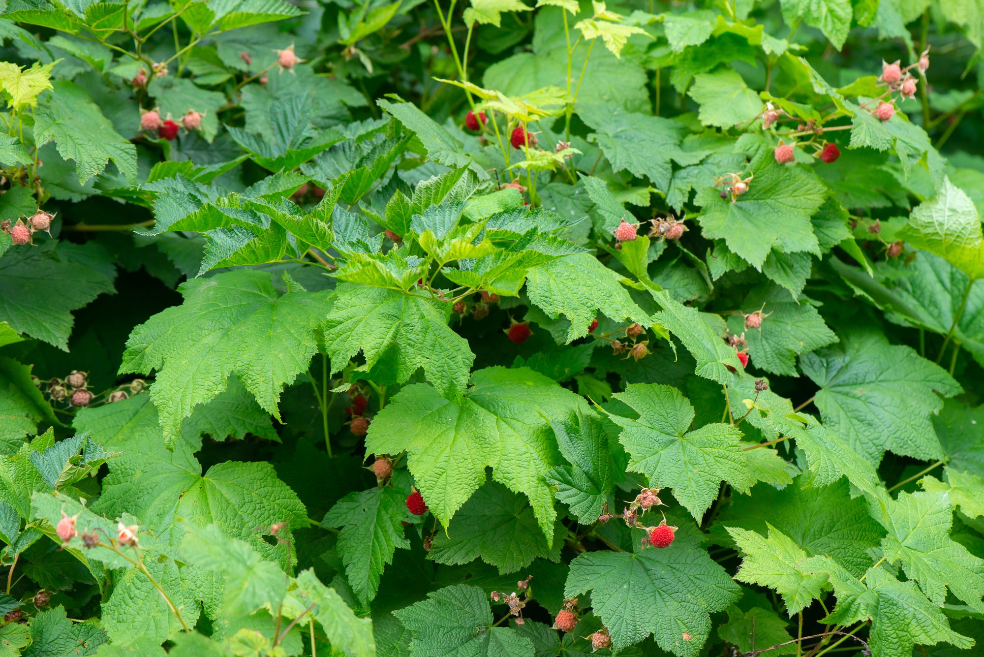 Thimbleberry (Rubus parviflorus)