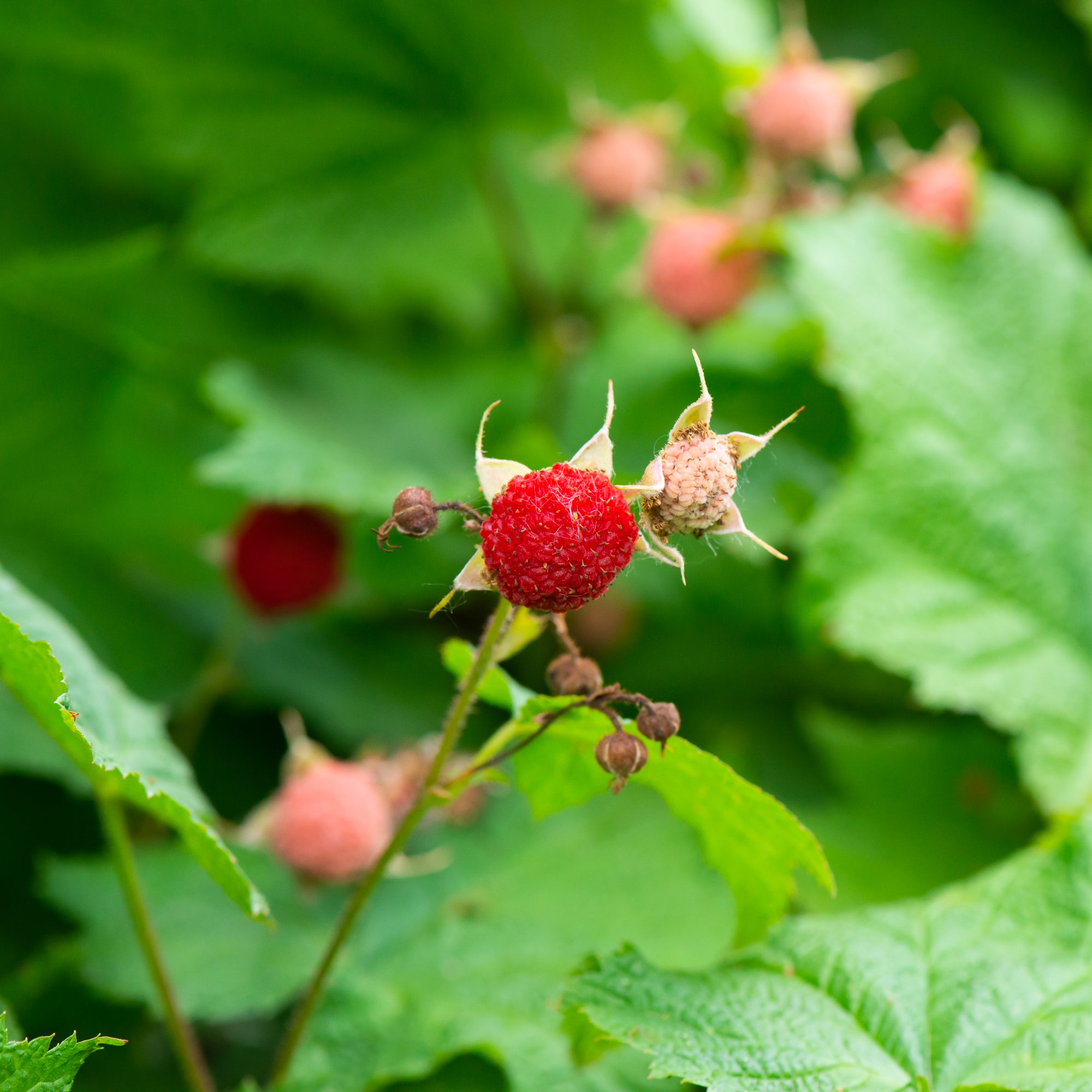 Thimbleberry (Rubus parviflorus)