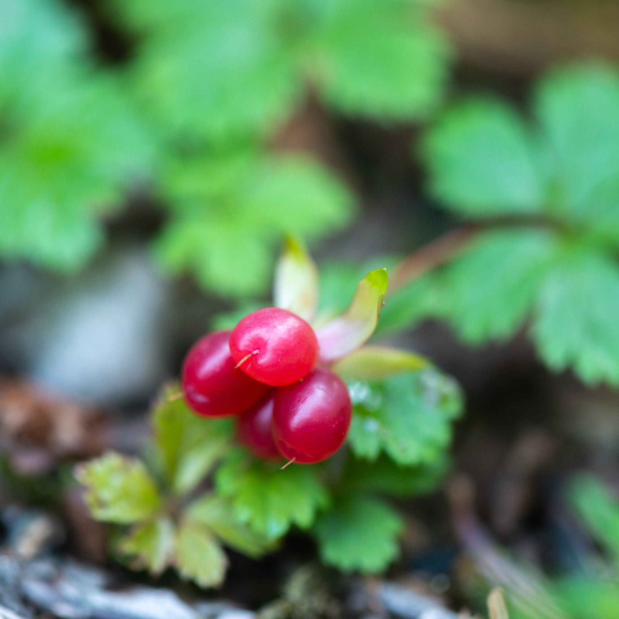 Creeping Raspberry (Rubus pedatus)