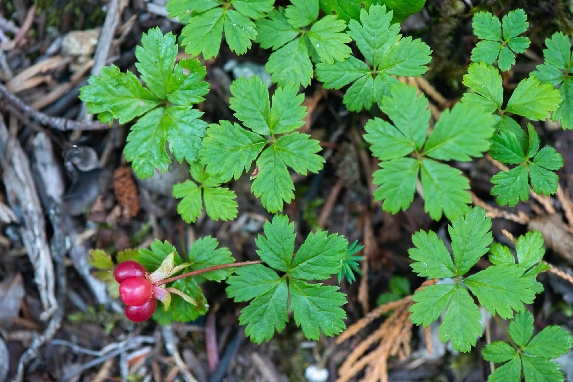 Creeping Raspberry (Rubus pedatus)