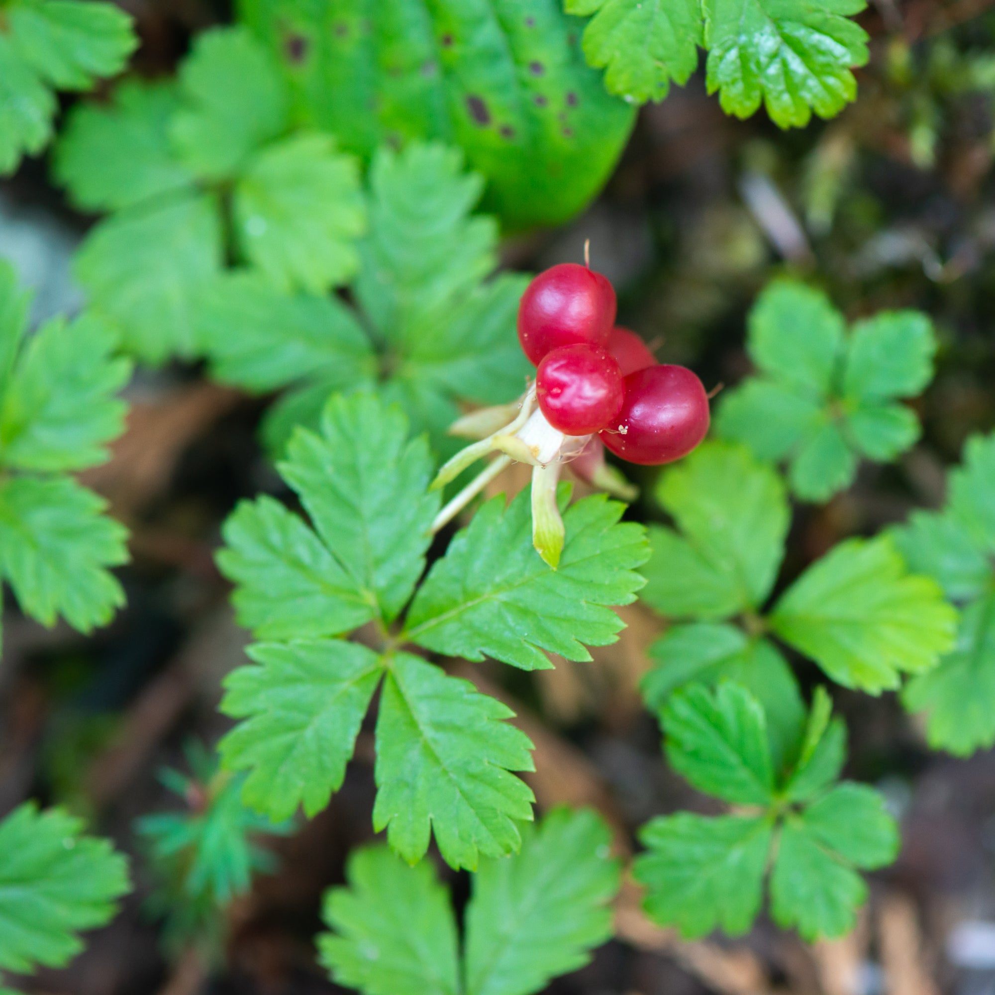 Creeping Raspberry (Rubus pedatus)