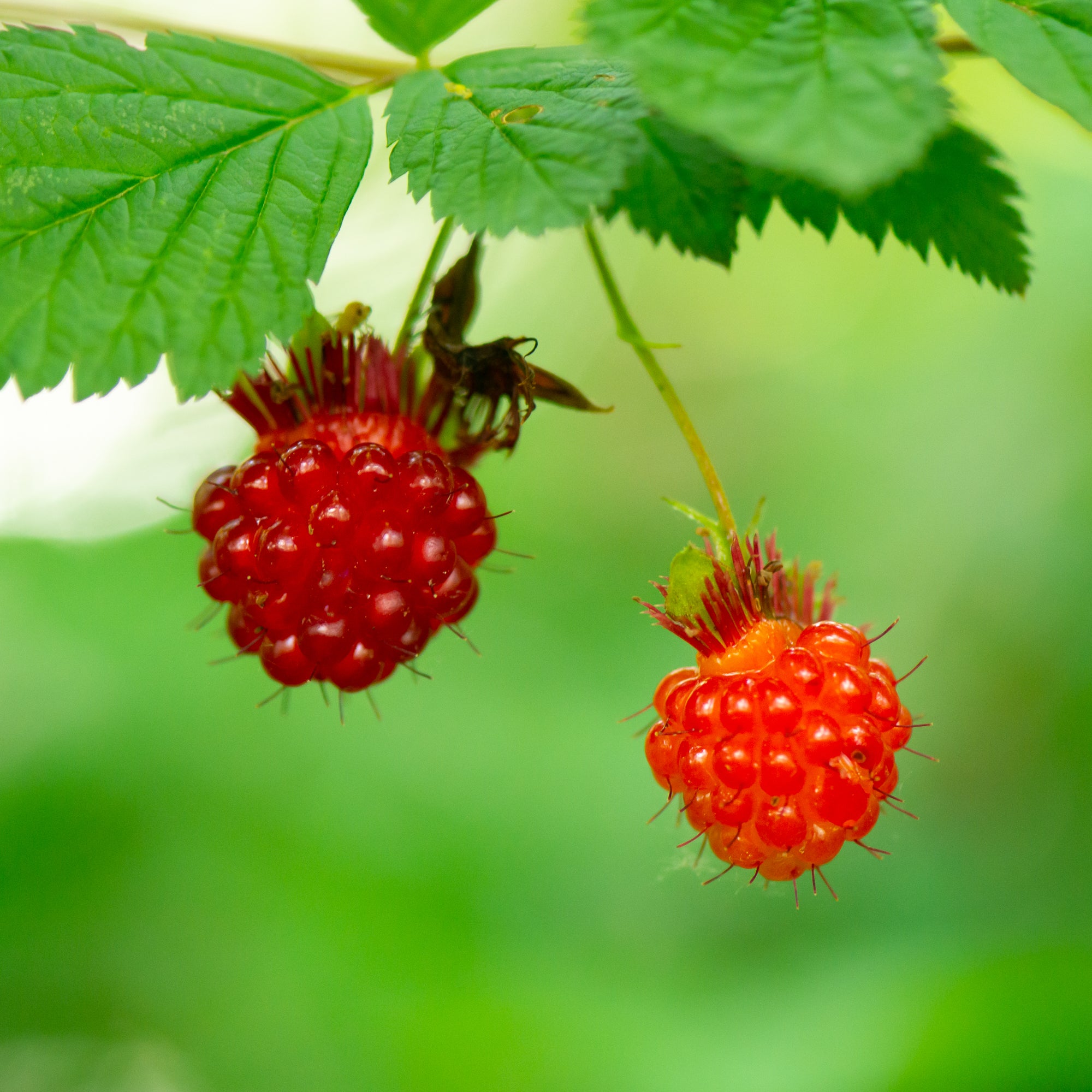 Salmonberry (Rubus spectabilis)