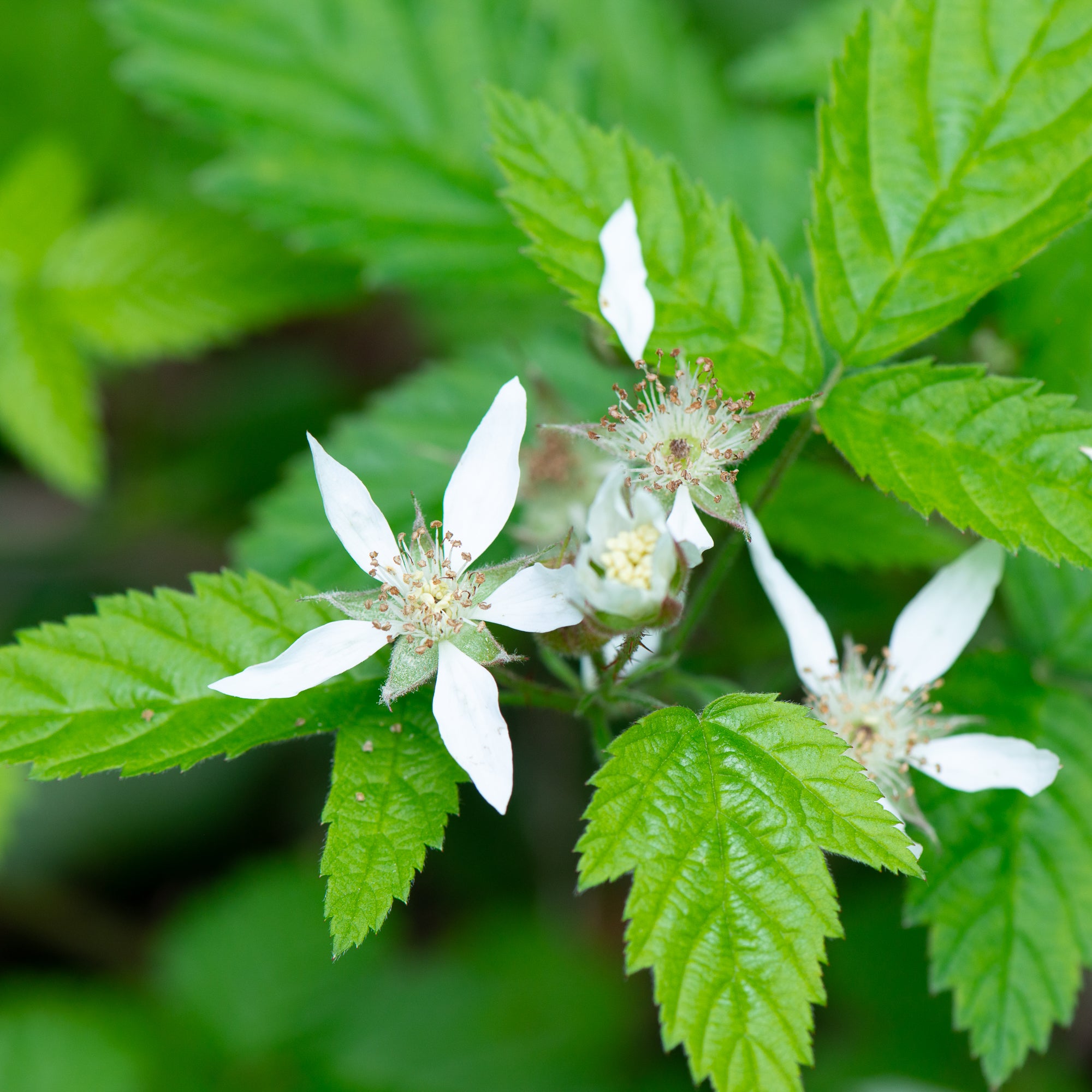 Trailing Blackberry (Rubus ursinus)
