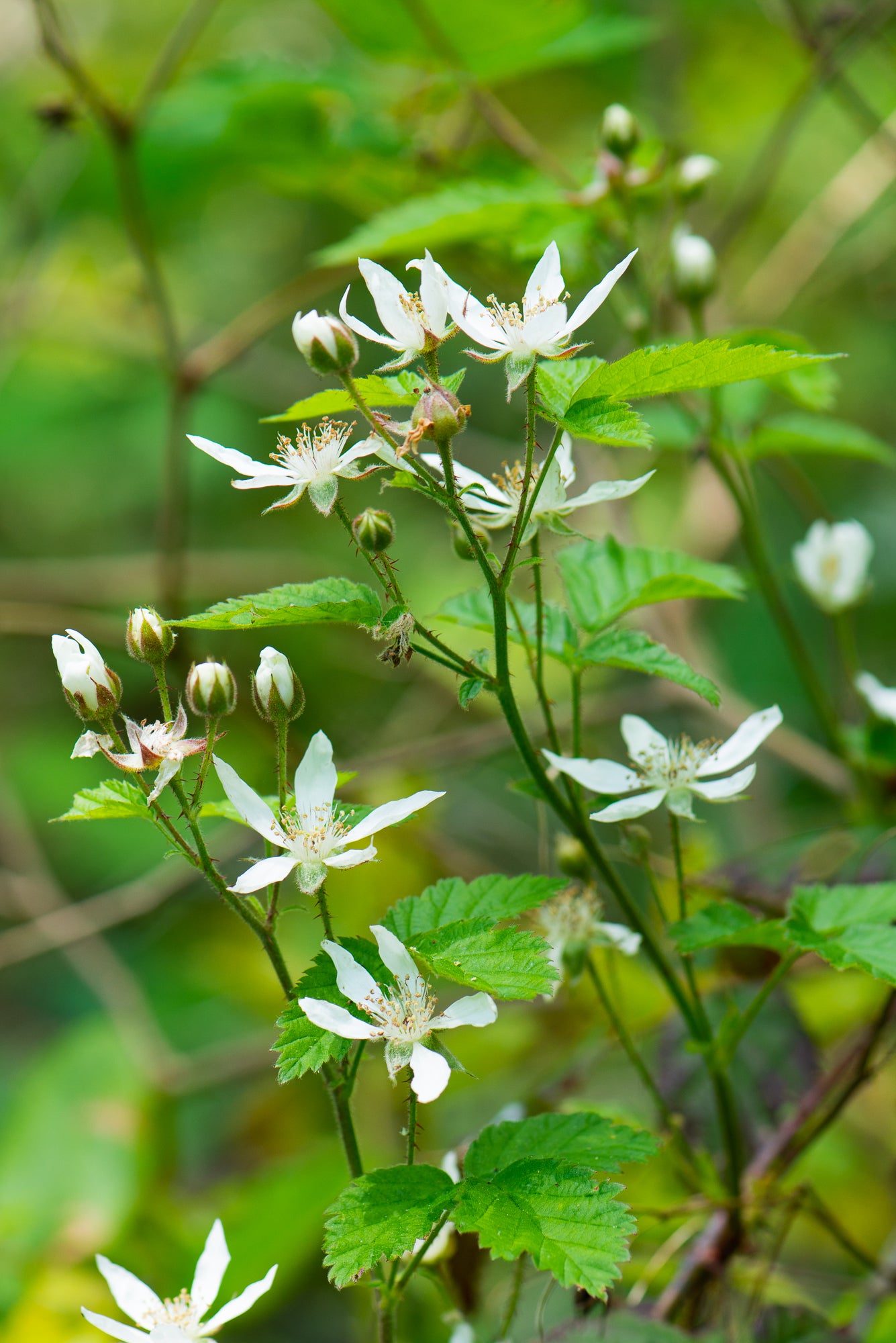 Trailing Blackberry (Rubus ursinus)