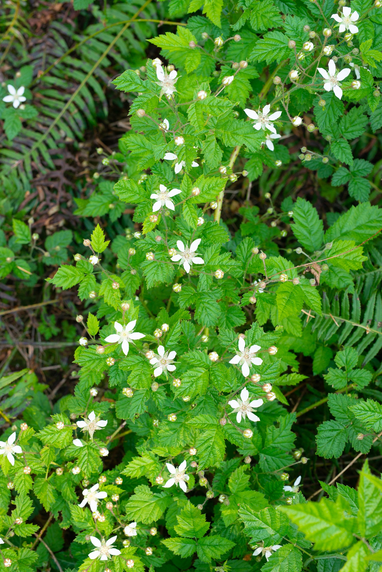 Trailing Blackberry (Rubus ursinus)