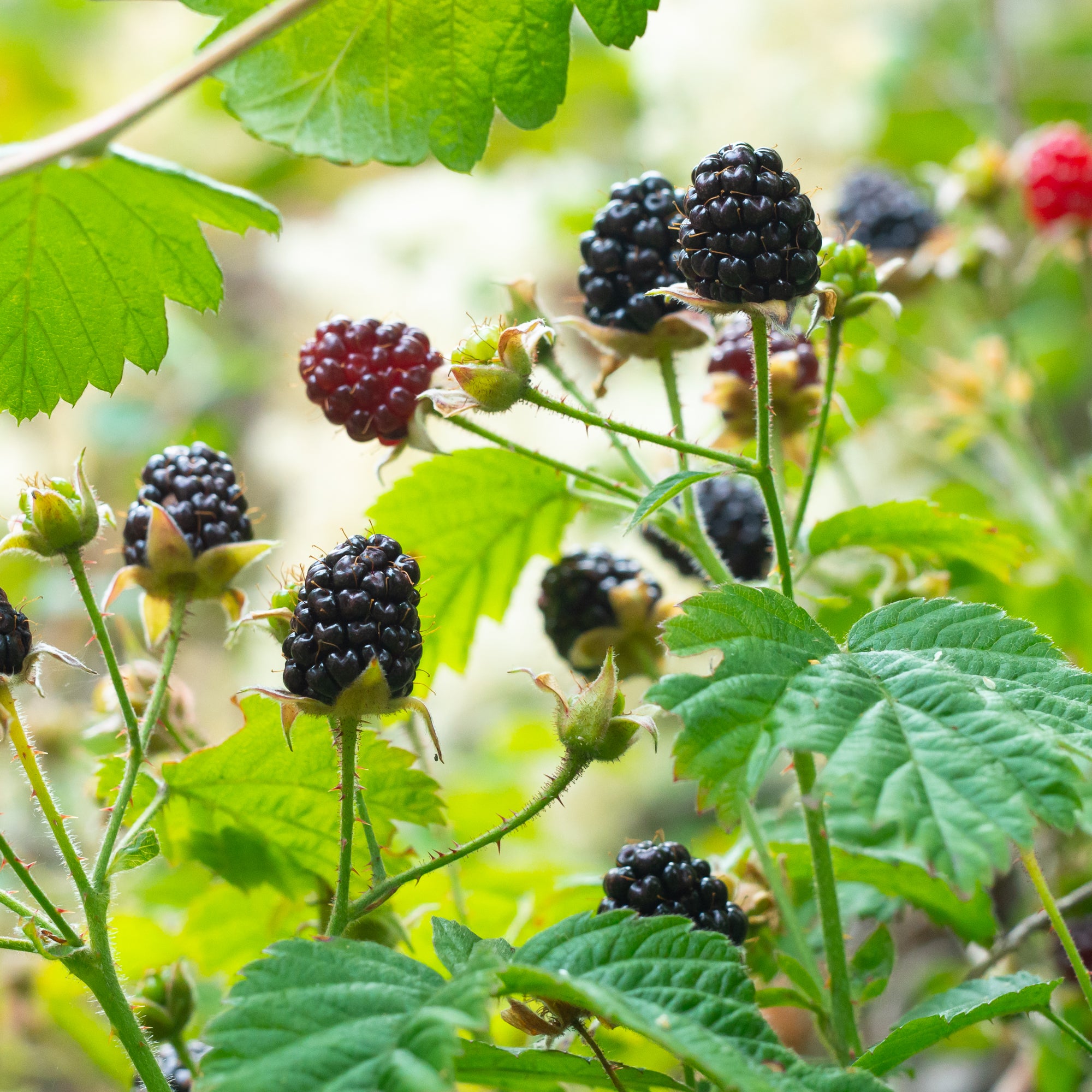 Trailing Blackberry (Rubus ursinus)