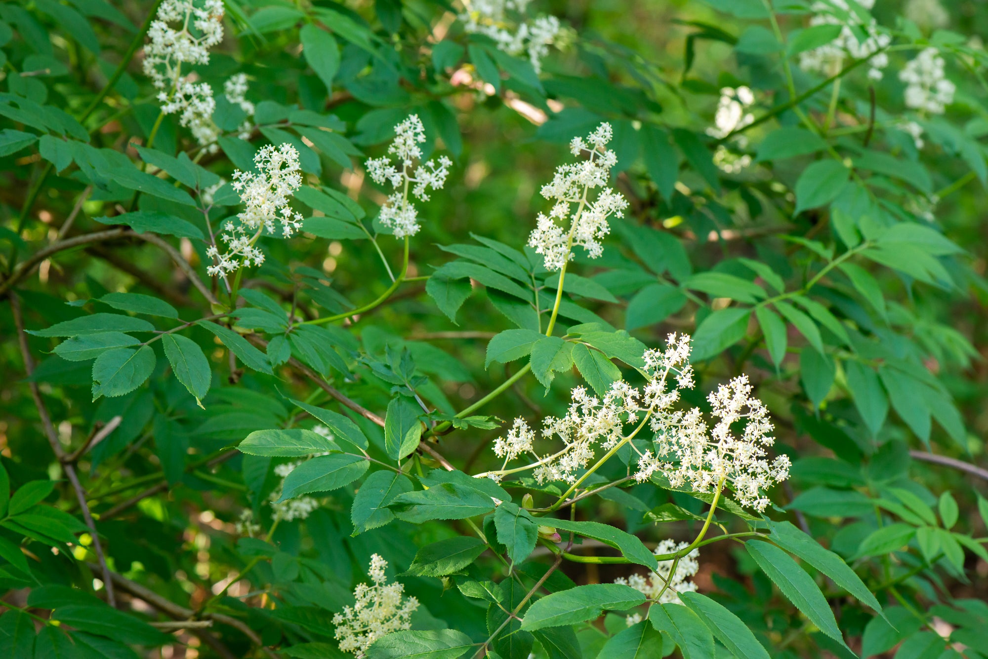 Red Elderberry (Sambucus racemosa)