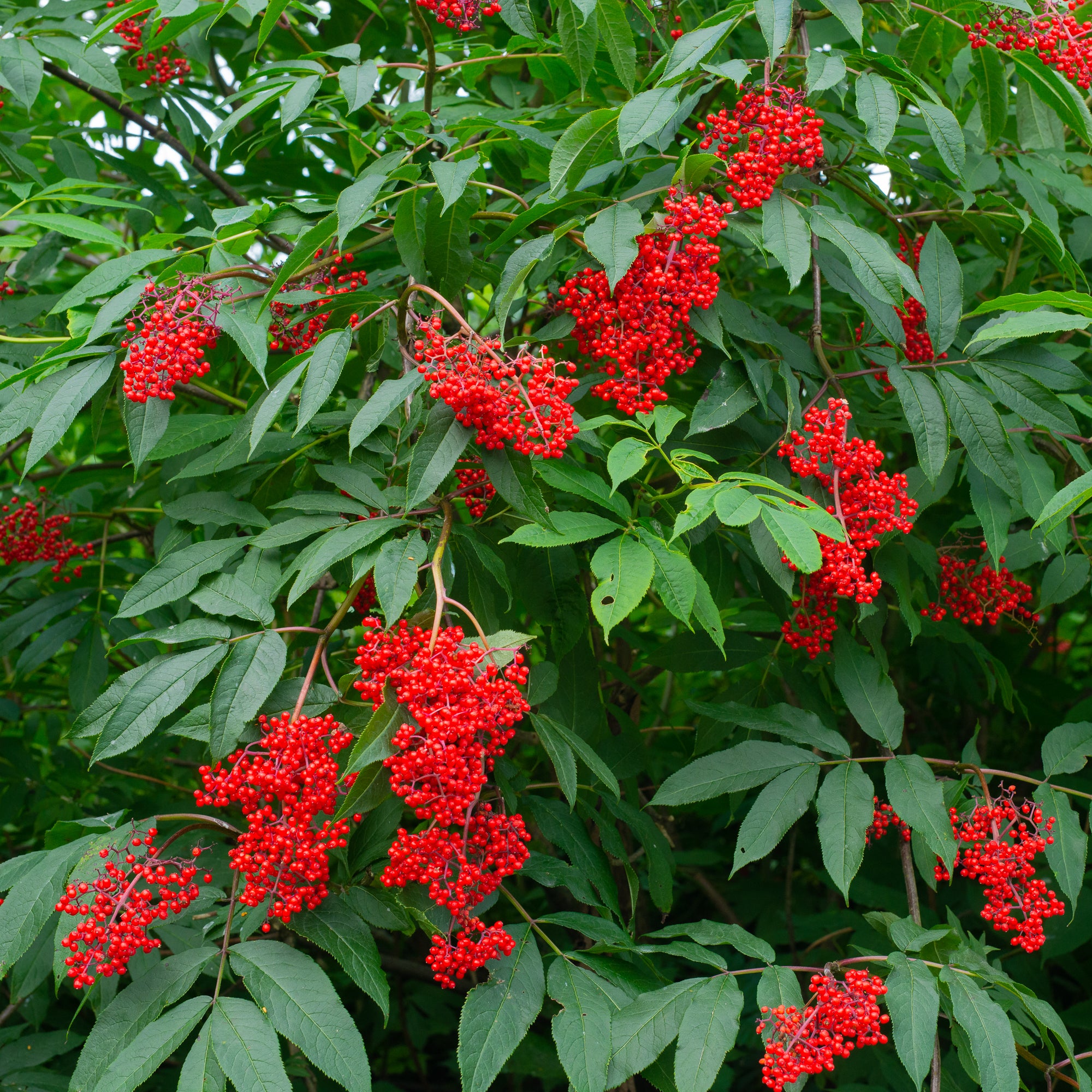 Red Elderberry (Sambucus racemosa)