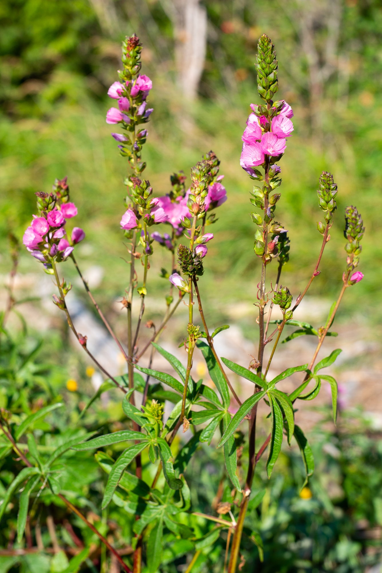 Henderson’s Checkermallow (Sidalcea hendersonii)