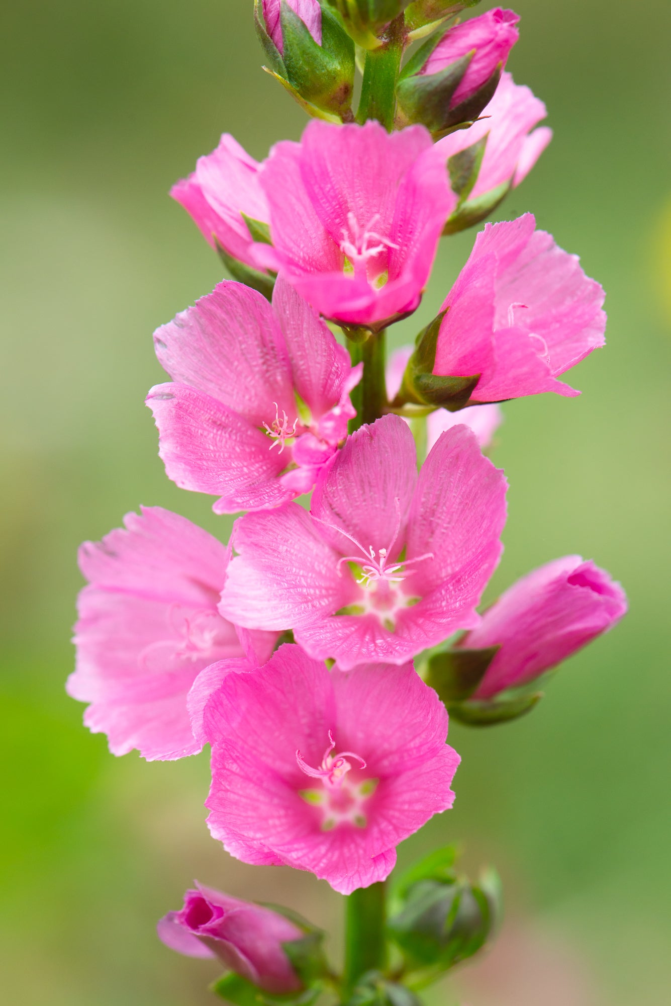 Henderson’s Checkermallow (Sidalcea hendersonii)
