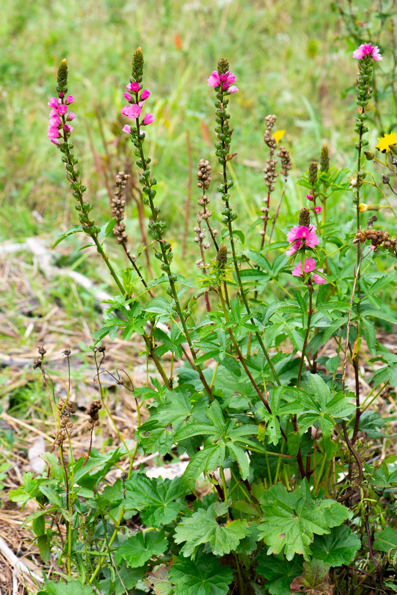 Henderson’s Checkermallow (Sidalcea hendersonii)