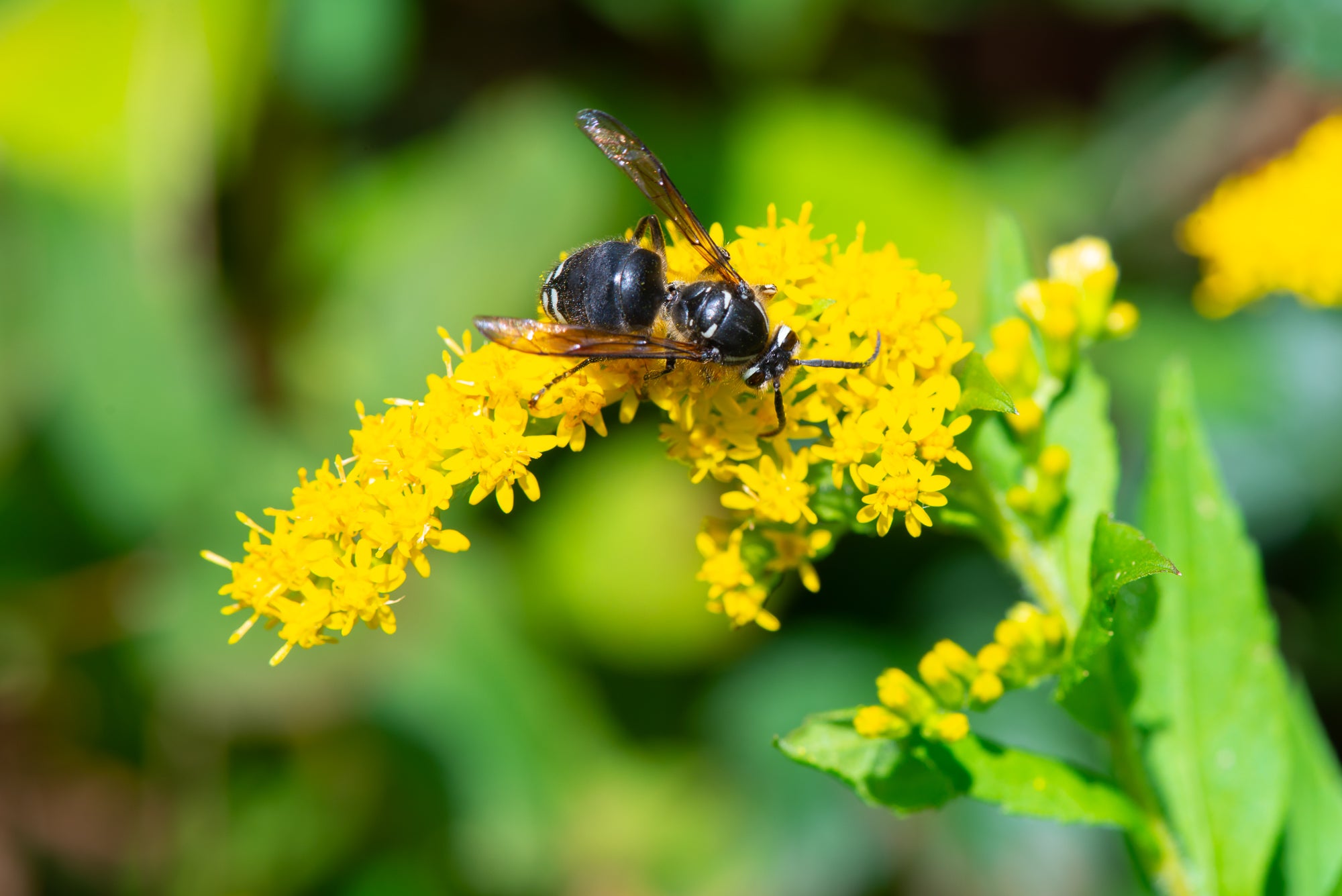 Goldenrod (Solidago lepida)
