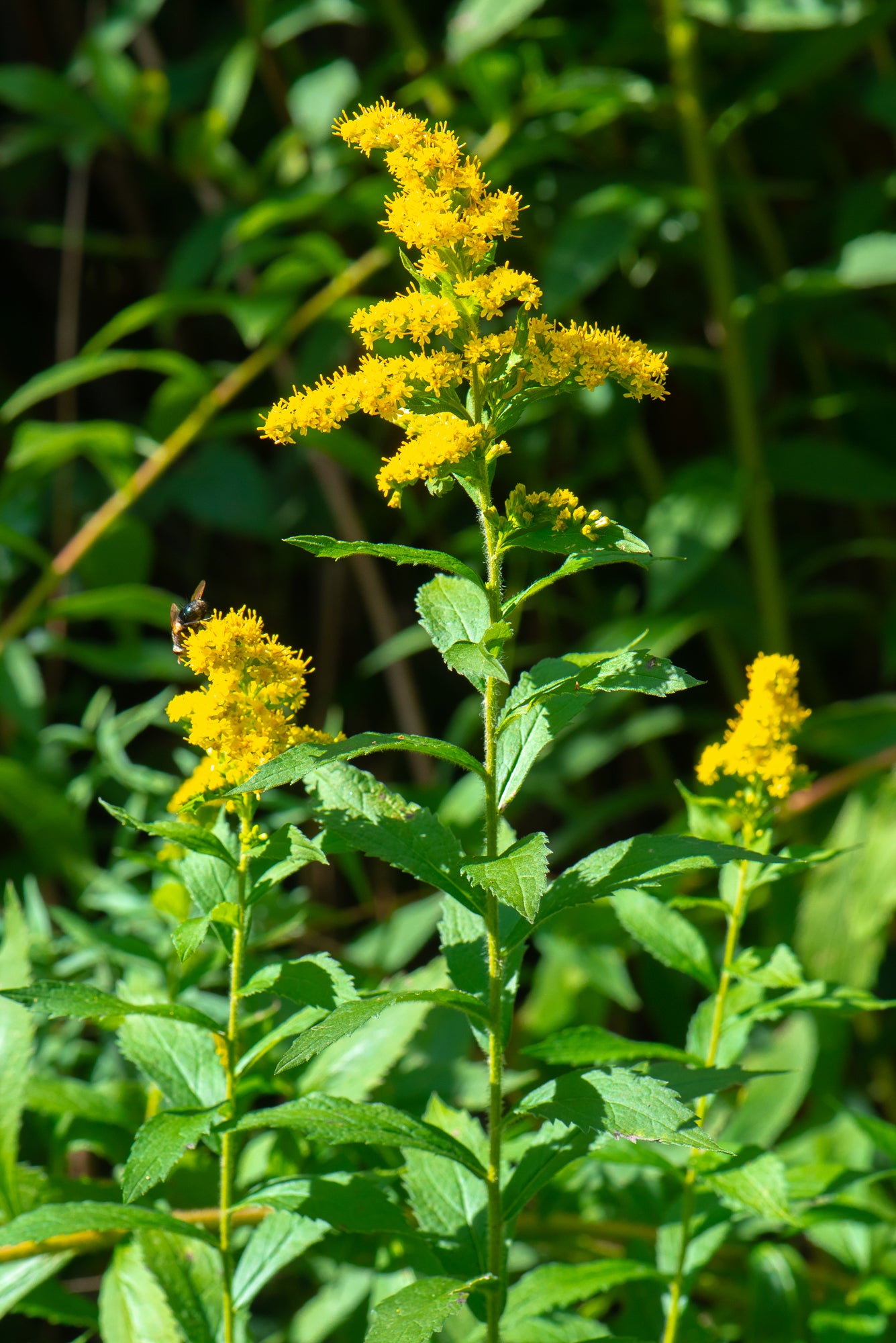 Goldenrod (Solidago lepida)