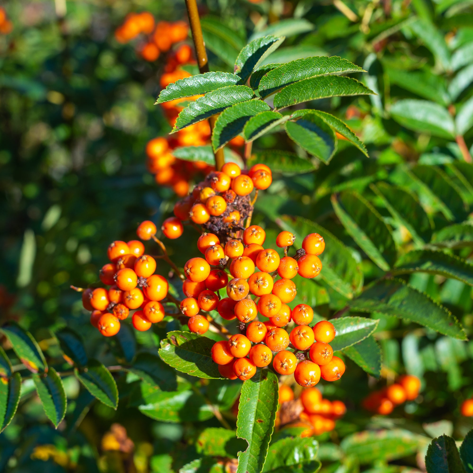 Cascade Mountain Ash (Sorbus scopulina)