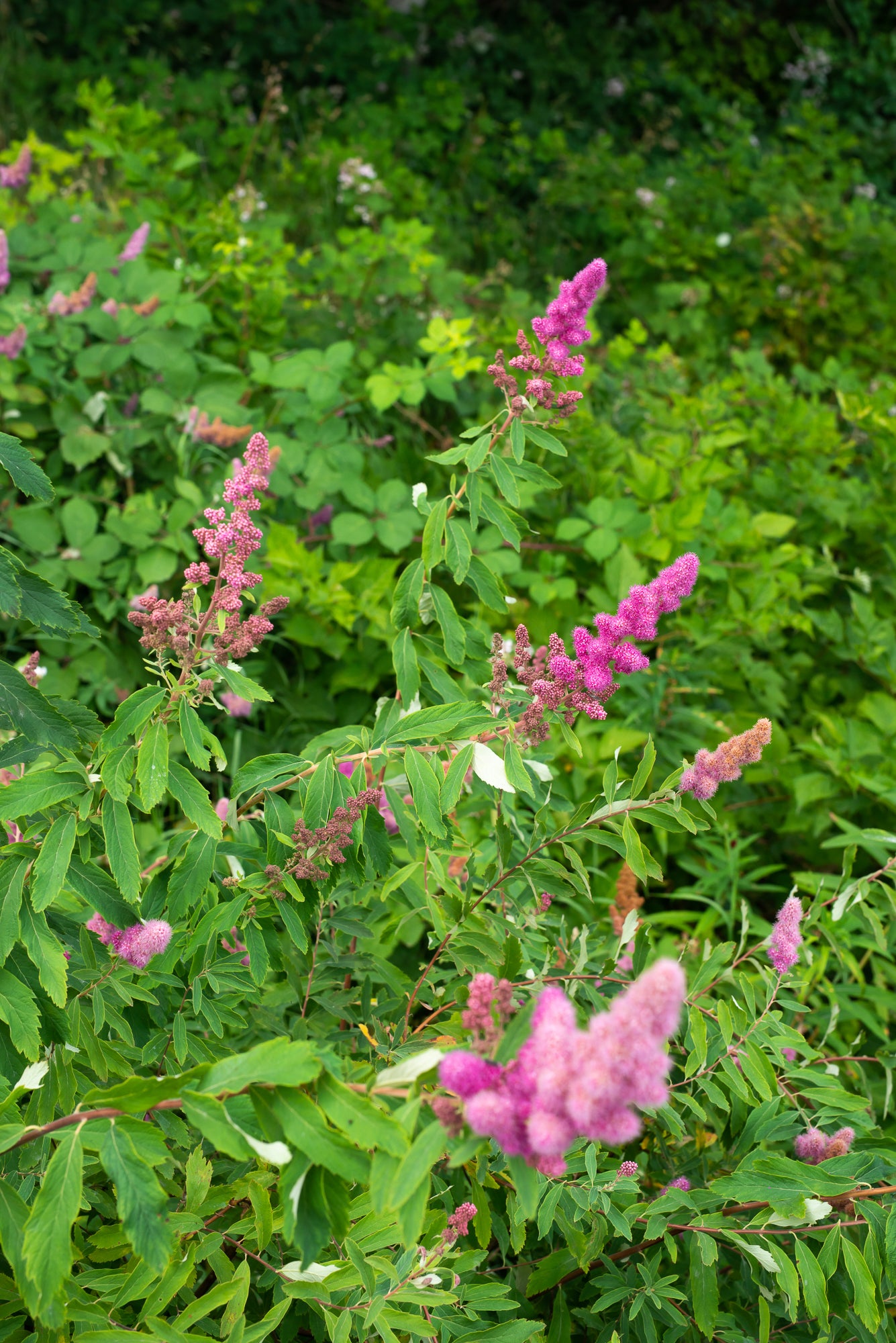 Rose Spirea (Spiraea douglasii)