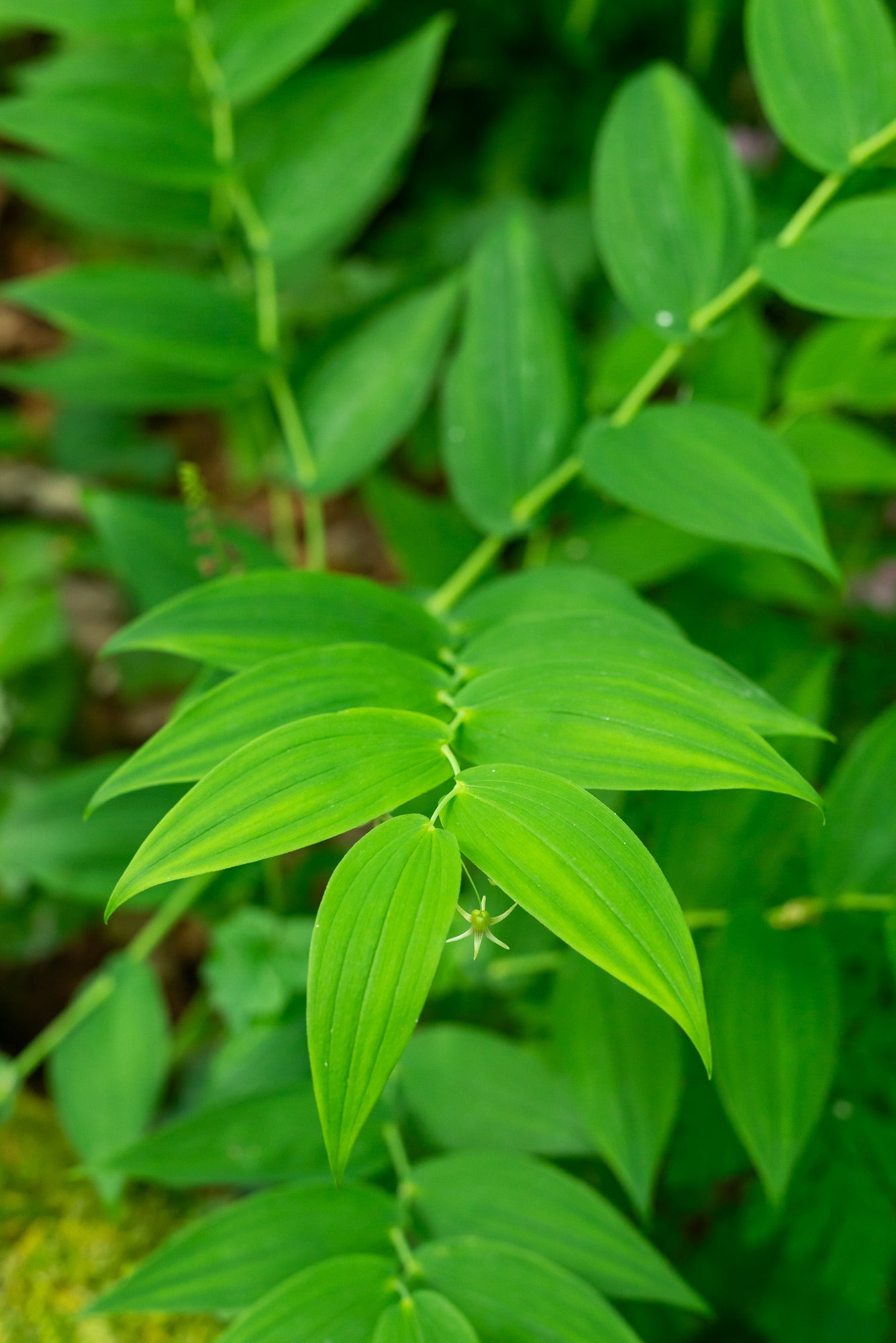 Clasping Twisted Stalk (Streptopus amplexifolius)