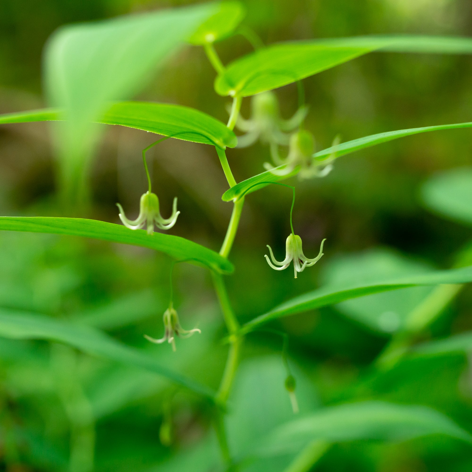 Clasping Twisted Stalk (Streptopus amplexifolius)