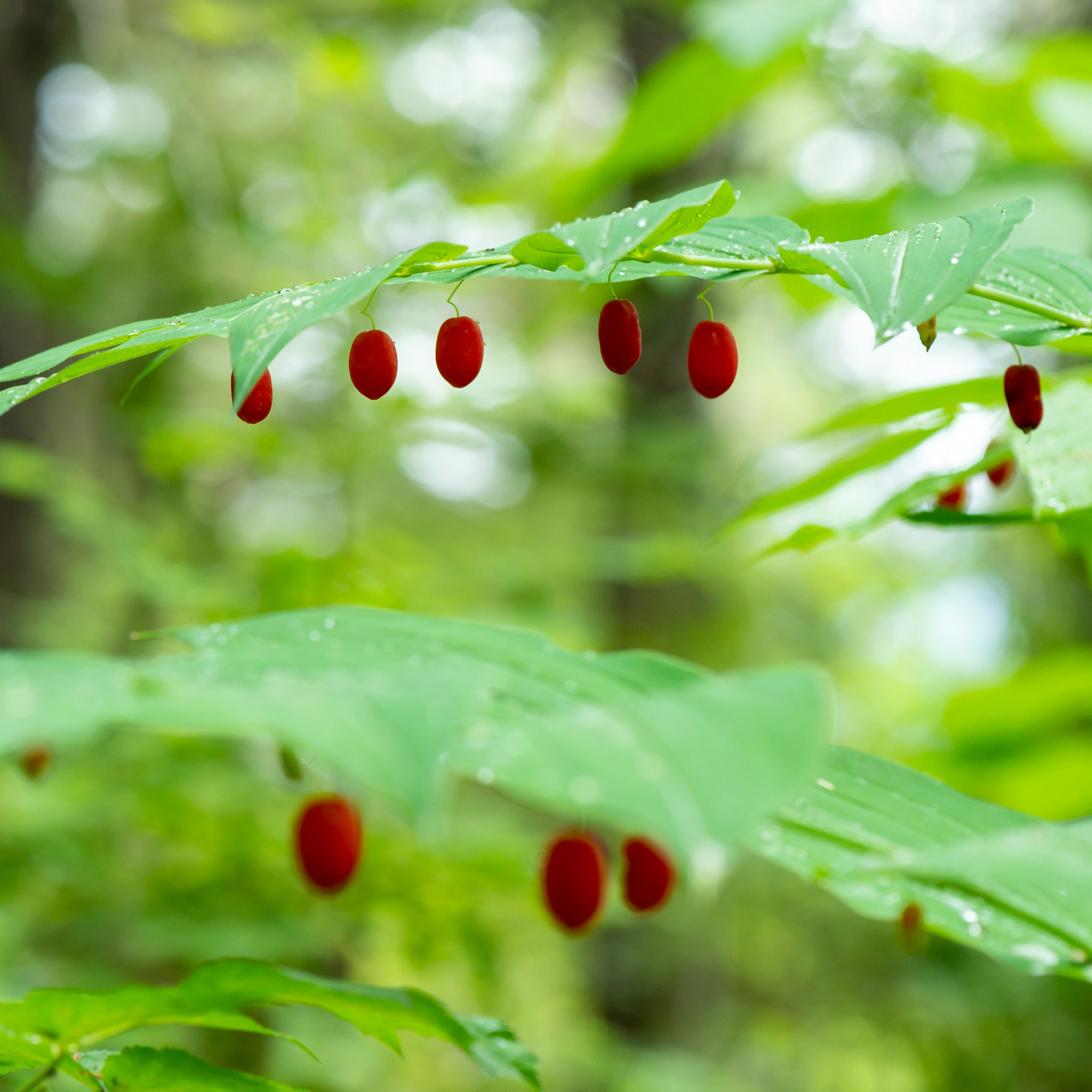 Clasping Twisted Stalk (Streptopus amplexifolius)