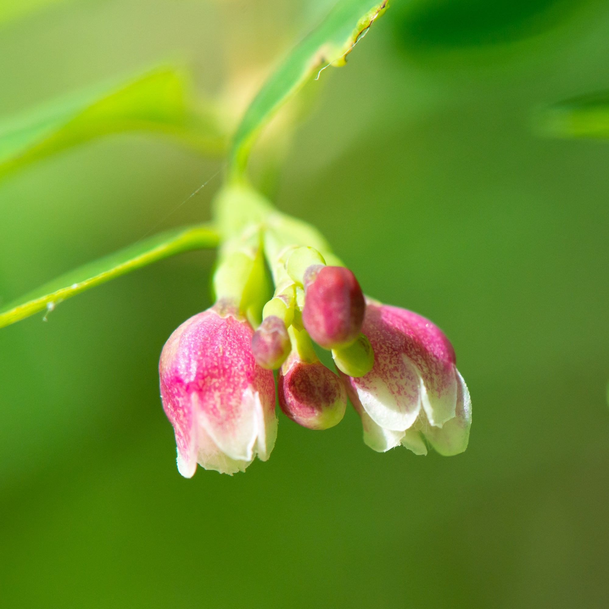 Snowberry (Symphoricarpos albus)