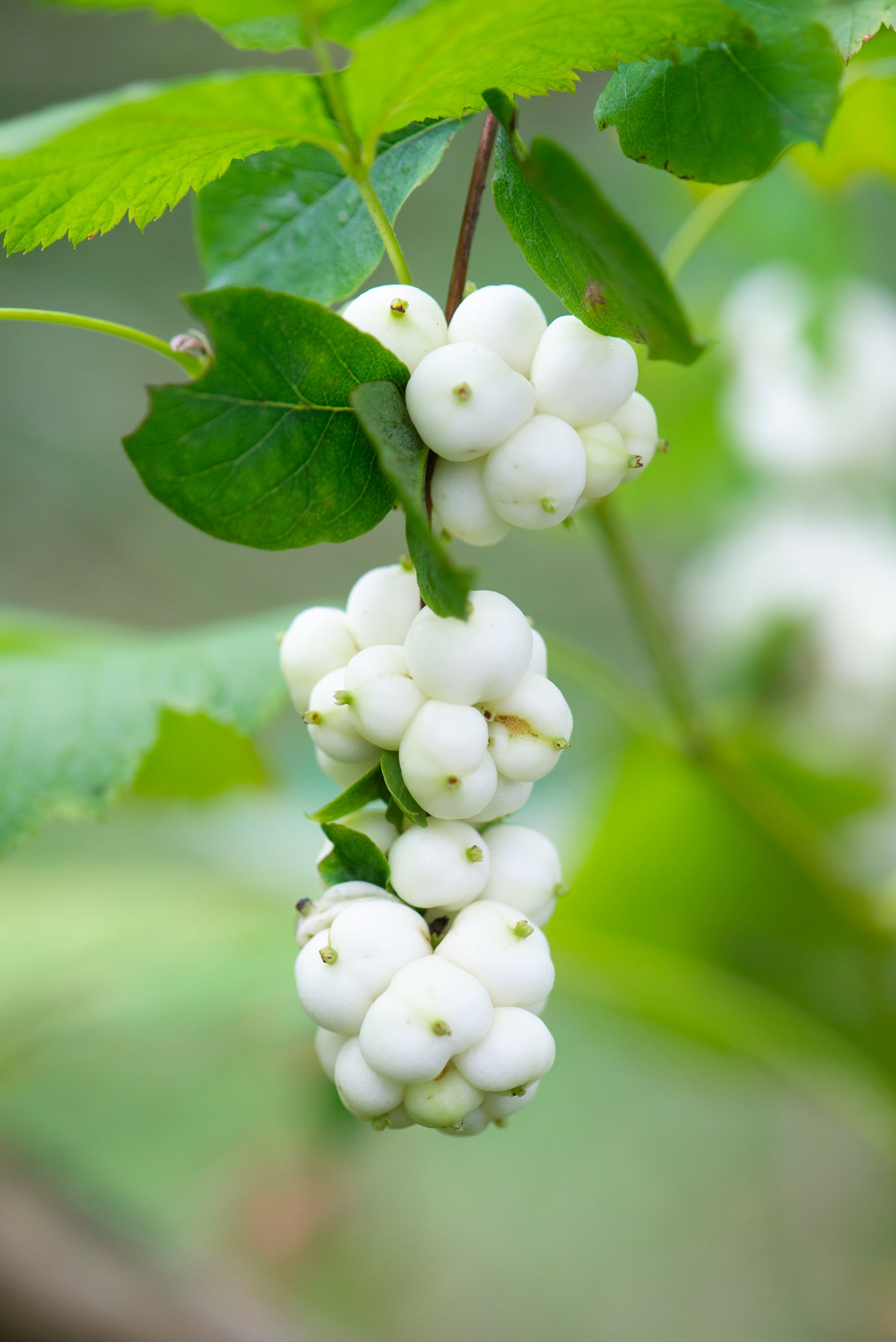 Snowberry (Symphoricarpos albus)