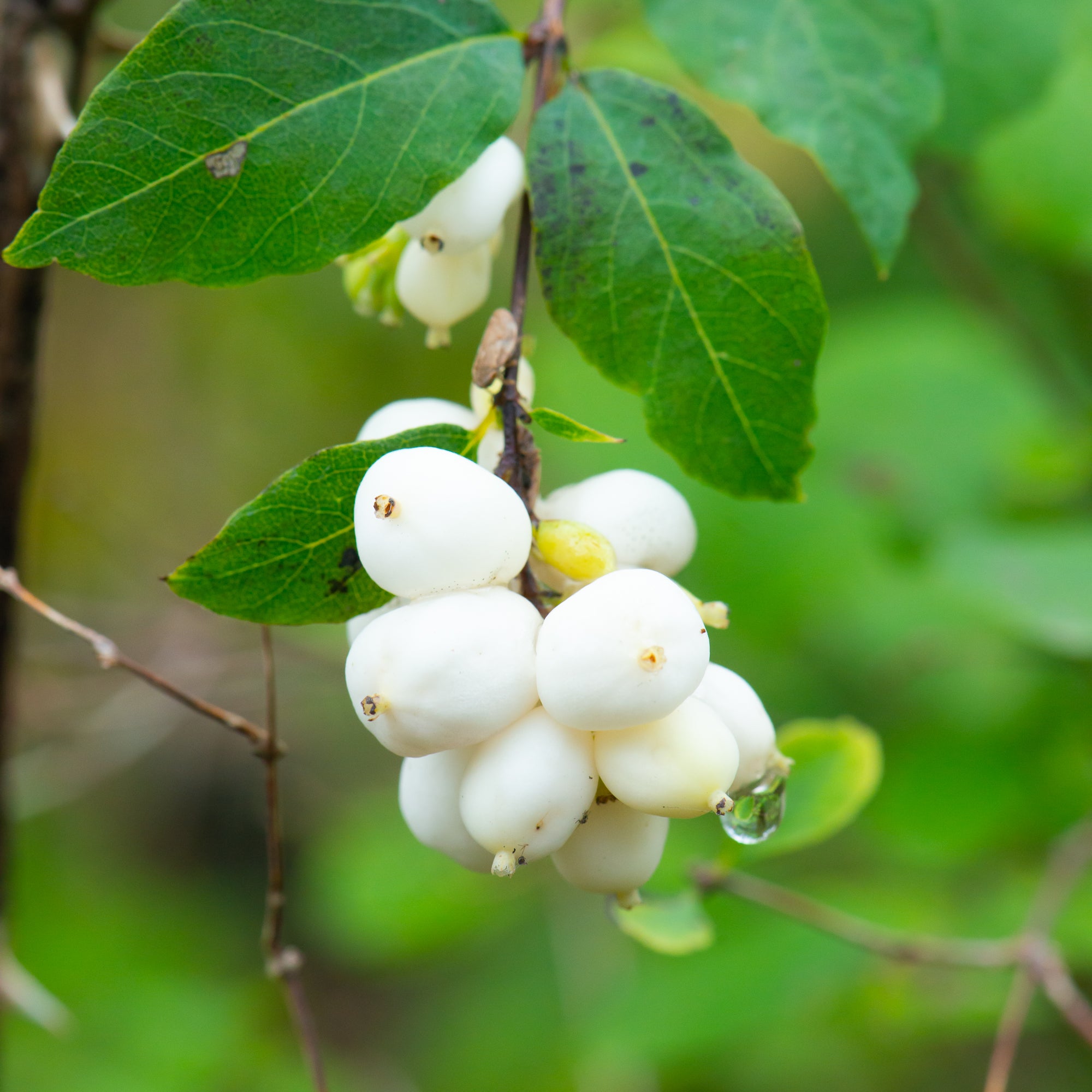 Snowberry (Symphoricarpos albus)
