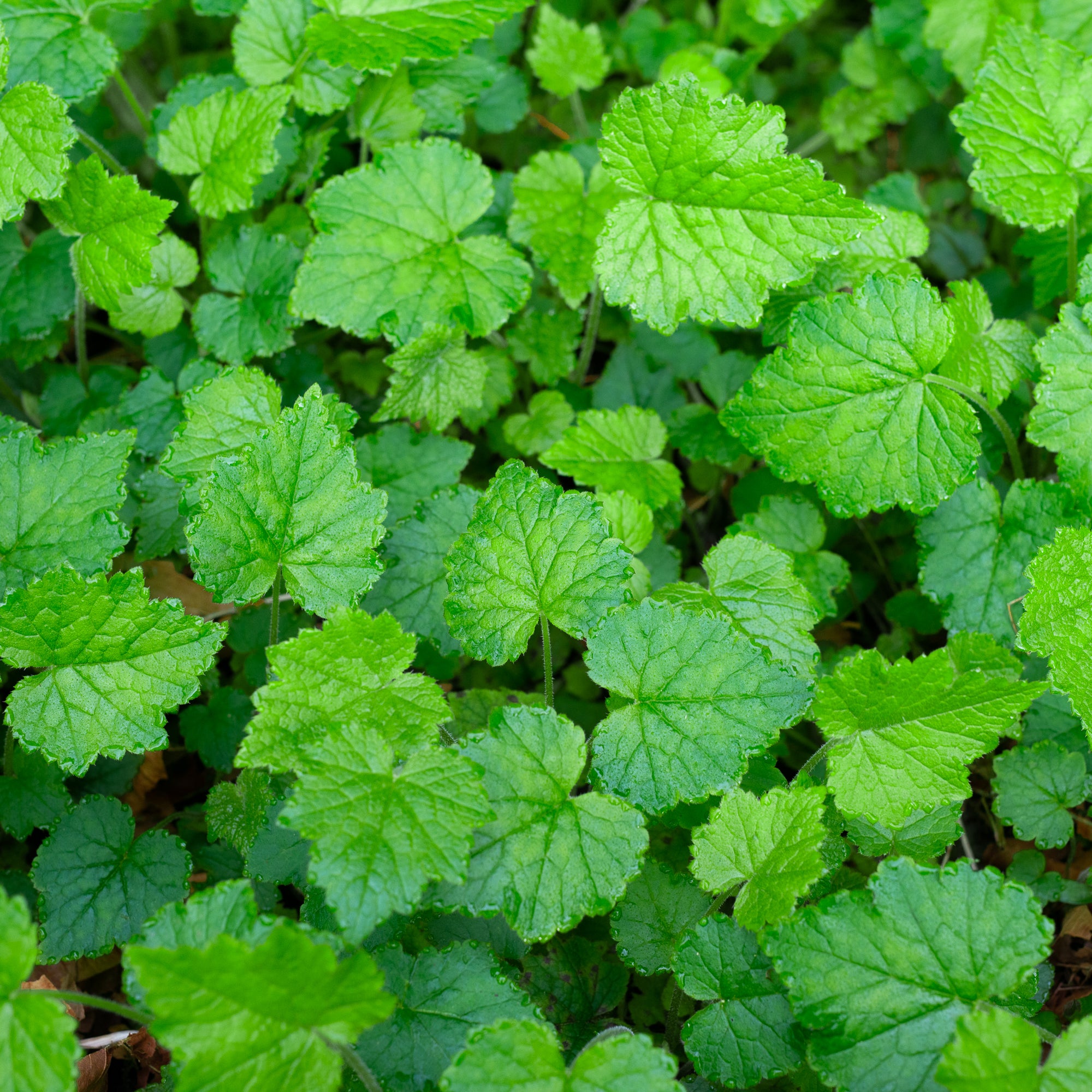 Fringe Cup (Tellima grandiflora)