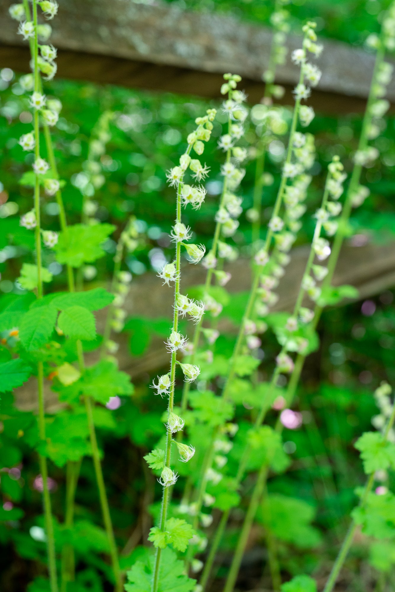 Fringe Cup (Tellima grandiflora)