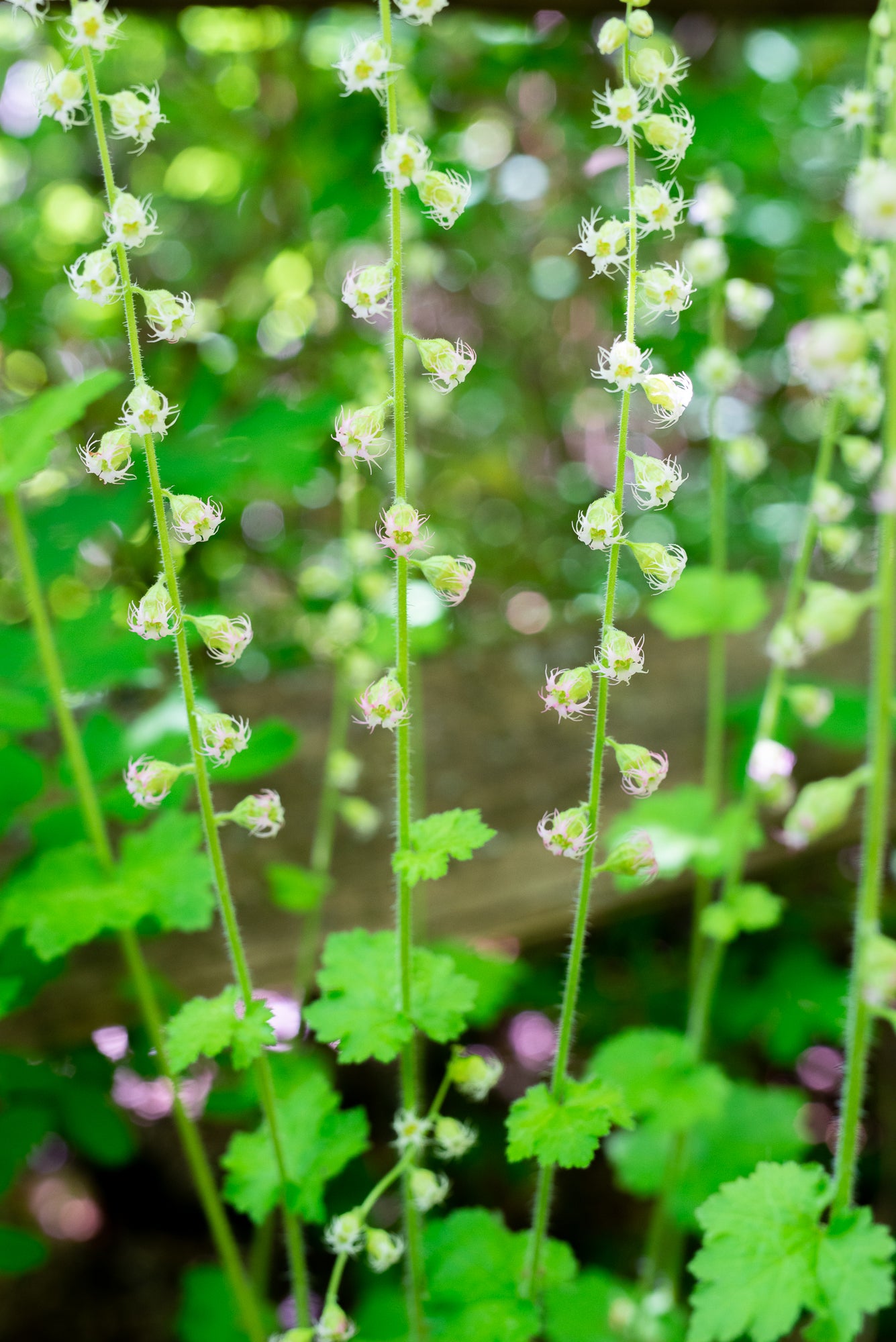 Fringe Cup (Tellima grandiflora)